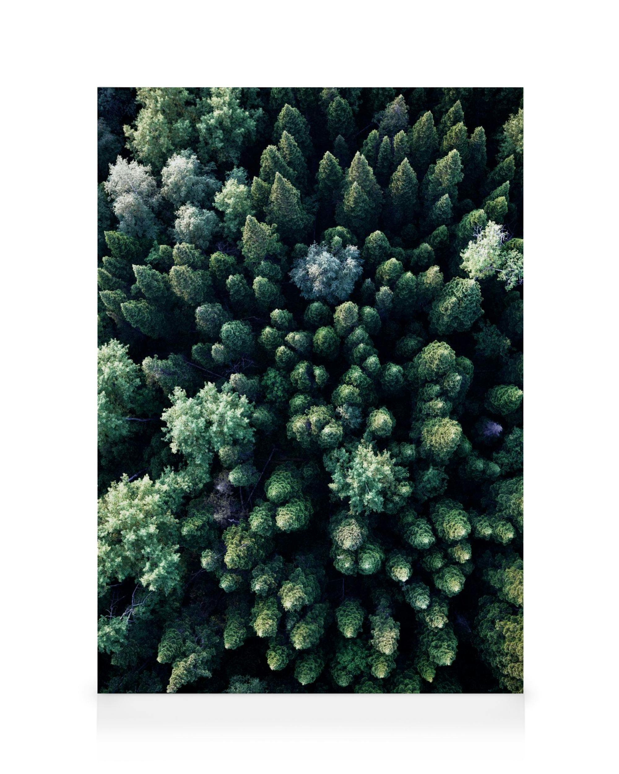 Obraz na plátně s leteckým pohledem na hustý zelený jehličnatý les s různými odstíny stromů.