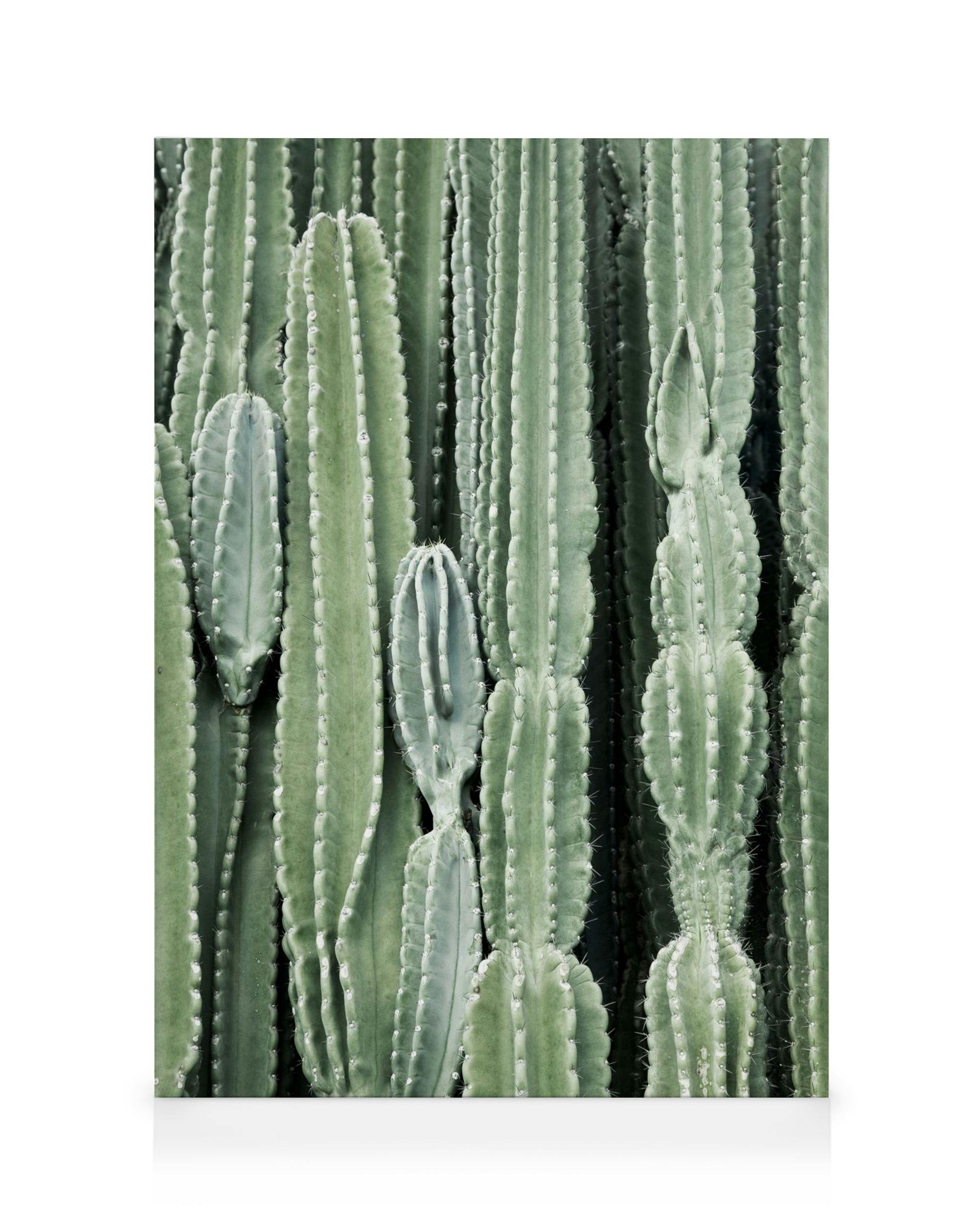 Cactus Stampa su Tela (50x70 cm - Cornice in nero)- Piante verdi