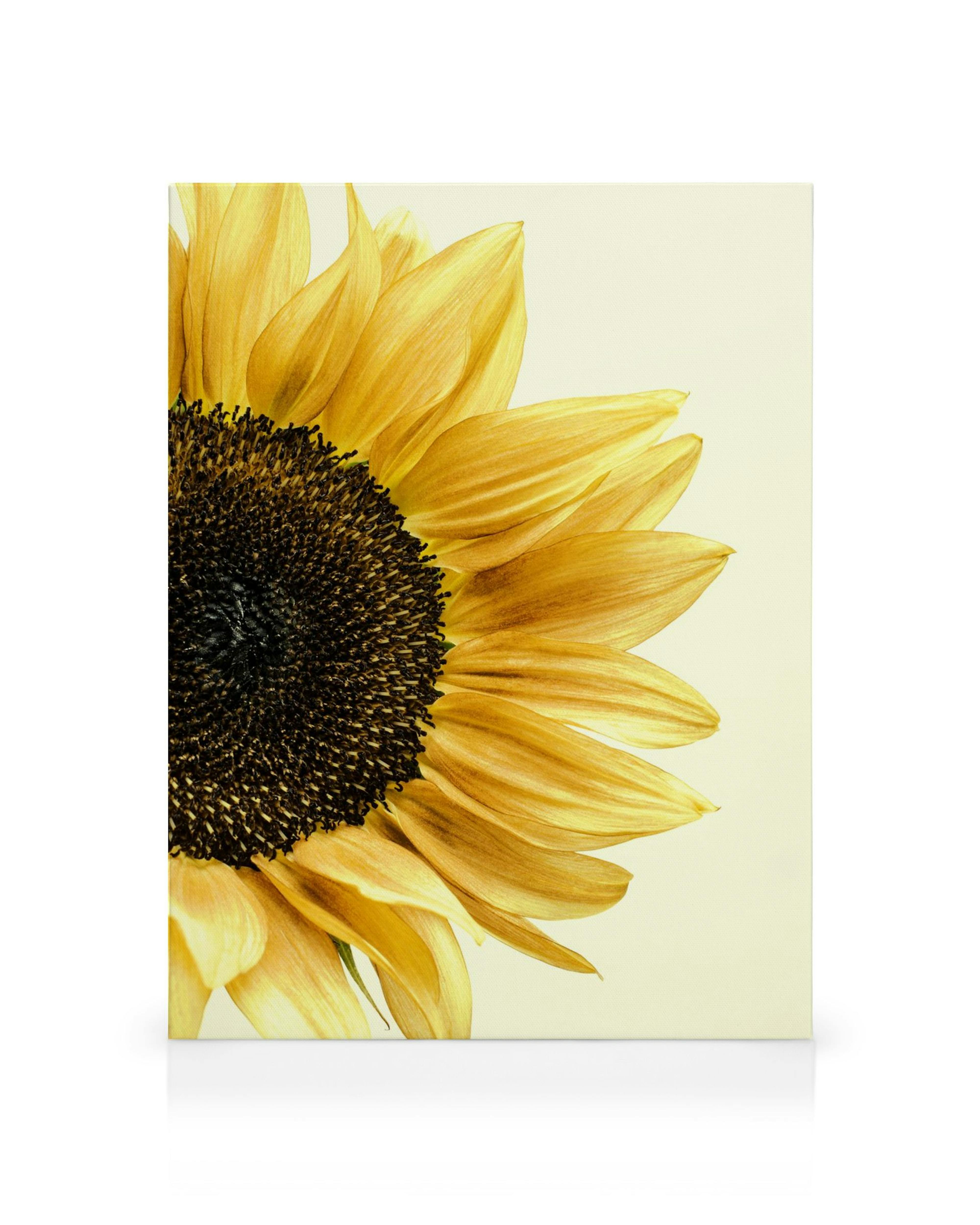Stampa su tela con girasole giallo vibrante con centro marrone scuro, su sfondo crema chiaro.