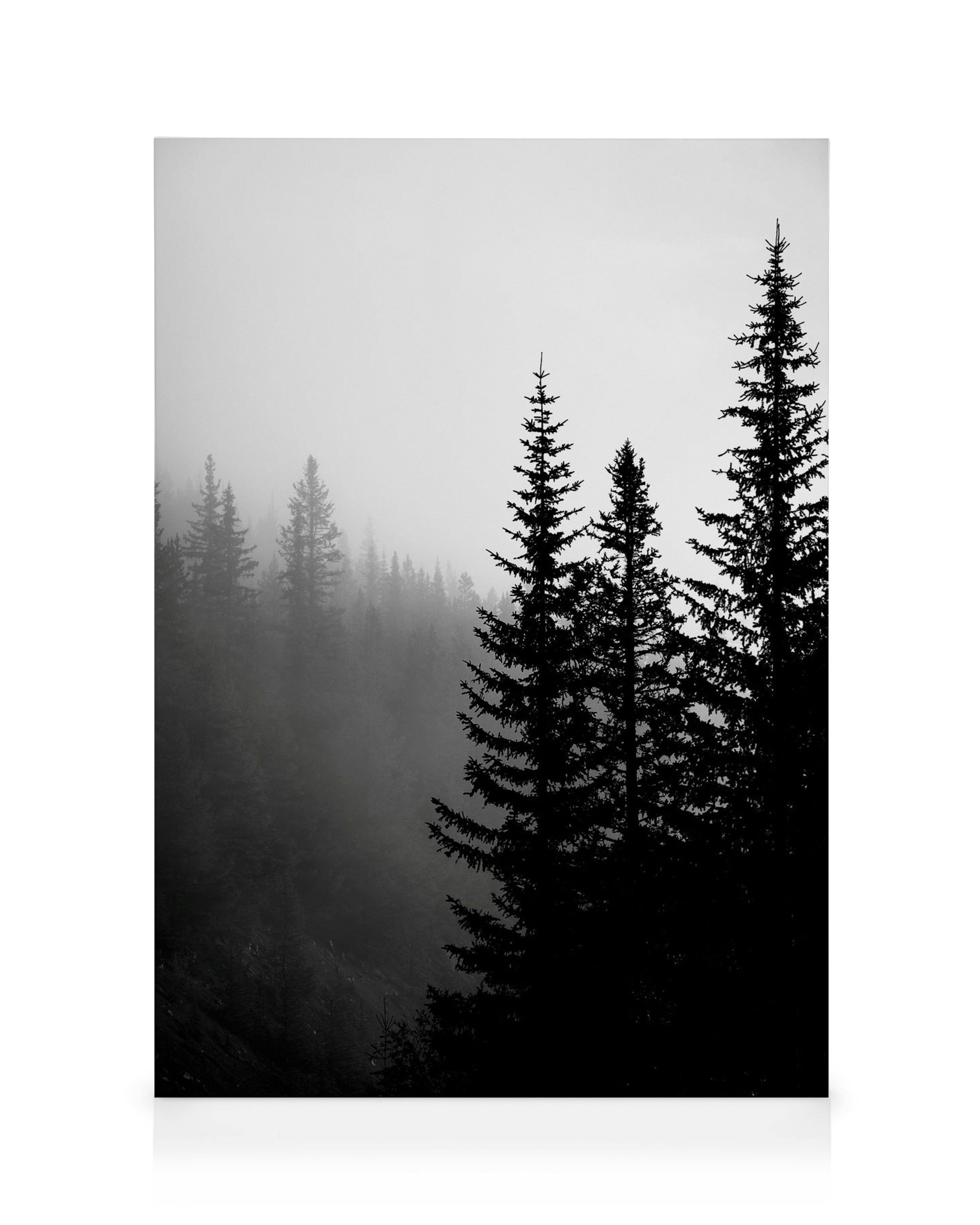 Toile forêt noir et blanc, arbres pointus dans la brume, ciel clair, avant-plan sombre