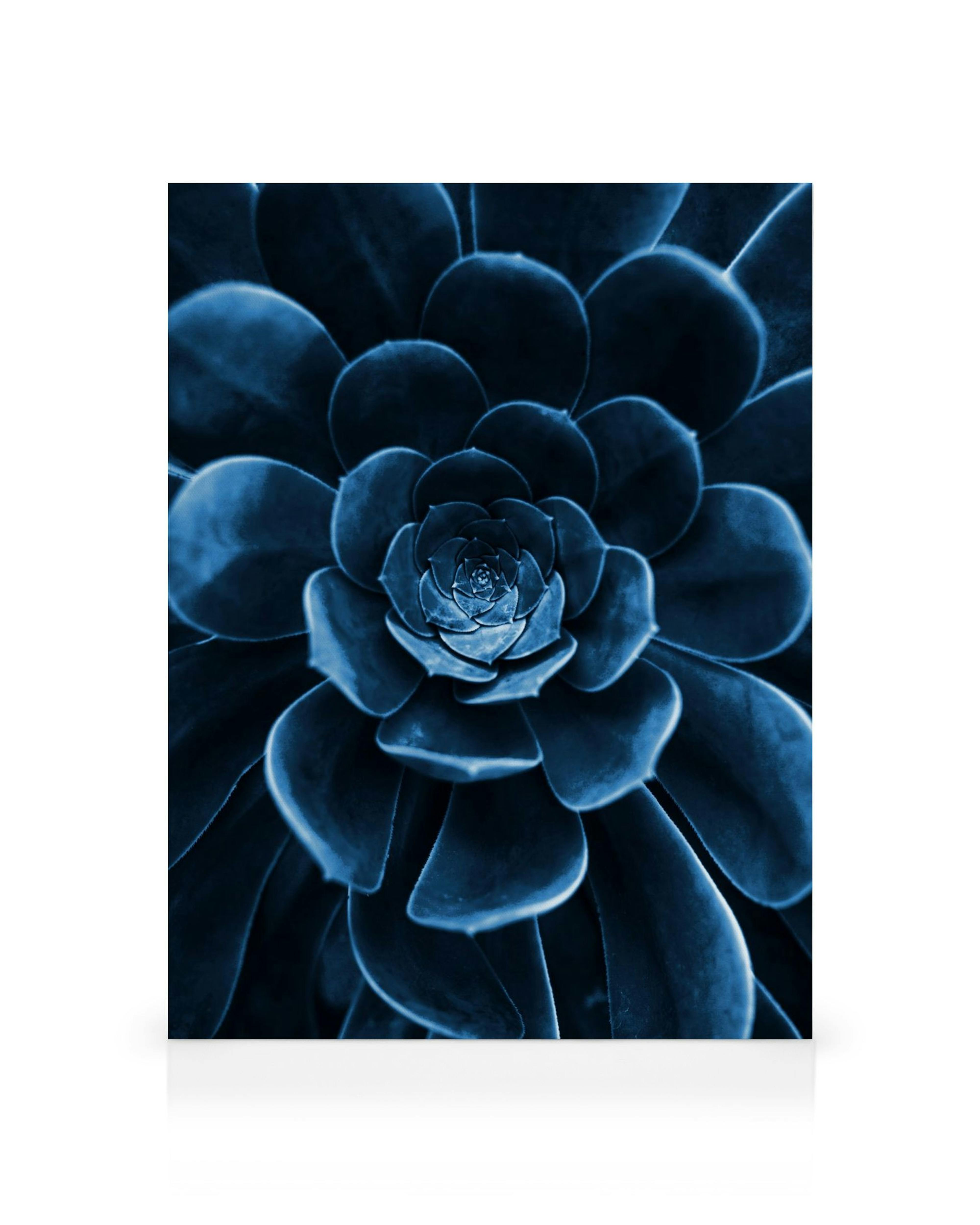 Blaues Sukkulenten-Leinwandbild, Nahaufnahme einer blauen Sukkulente mit strukturierten Blättern, die ein detailliertes botanisc