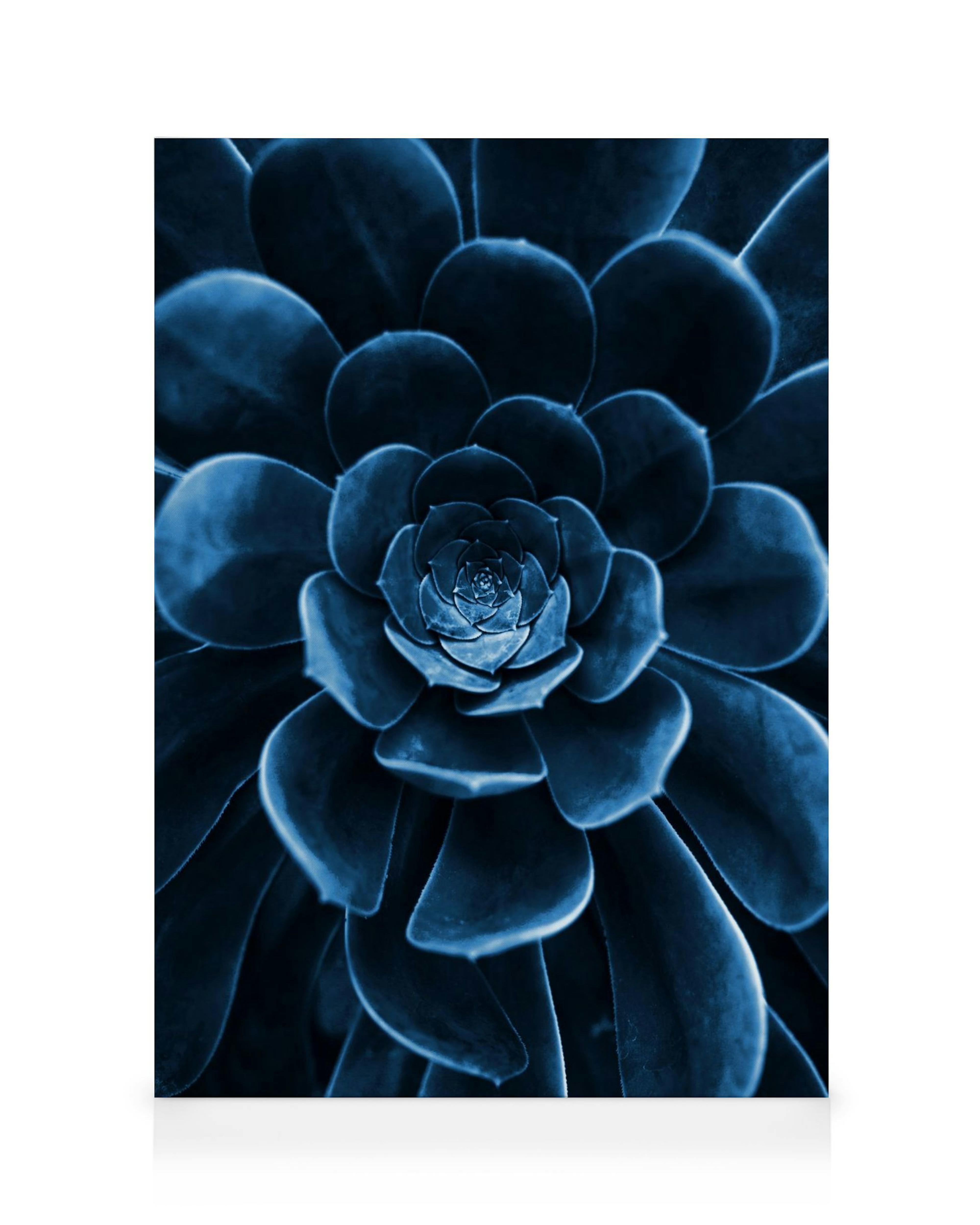 Toile de succulente bleue en gros plan, motif en spirale de feuilles lisses superposées, art botanique apaisant.
