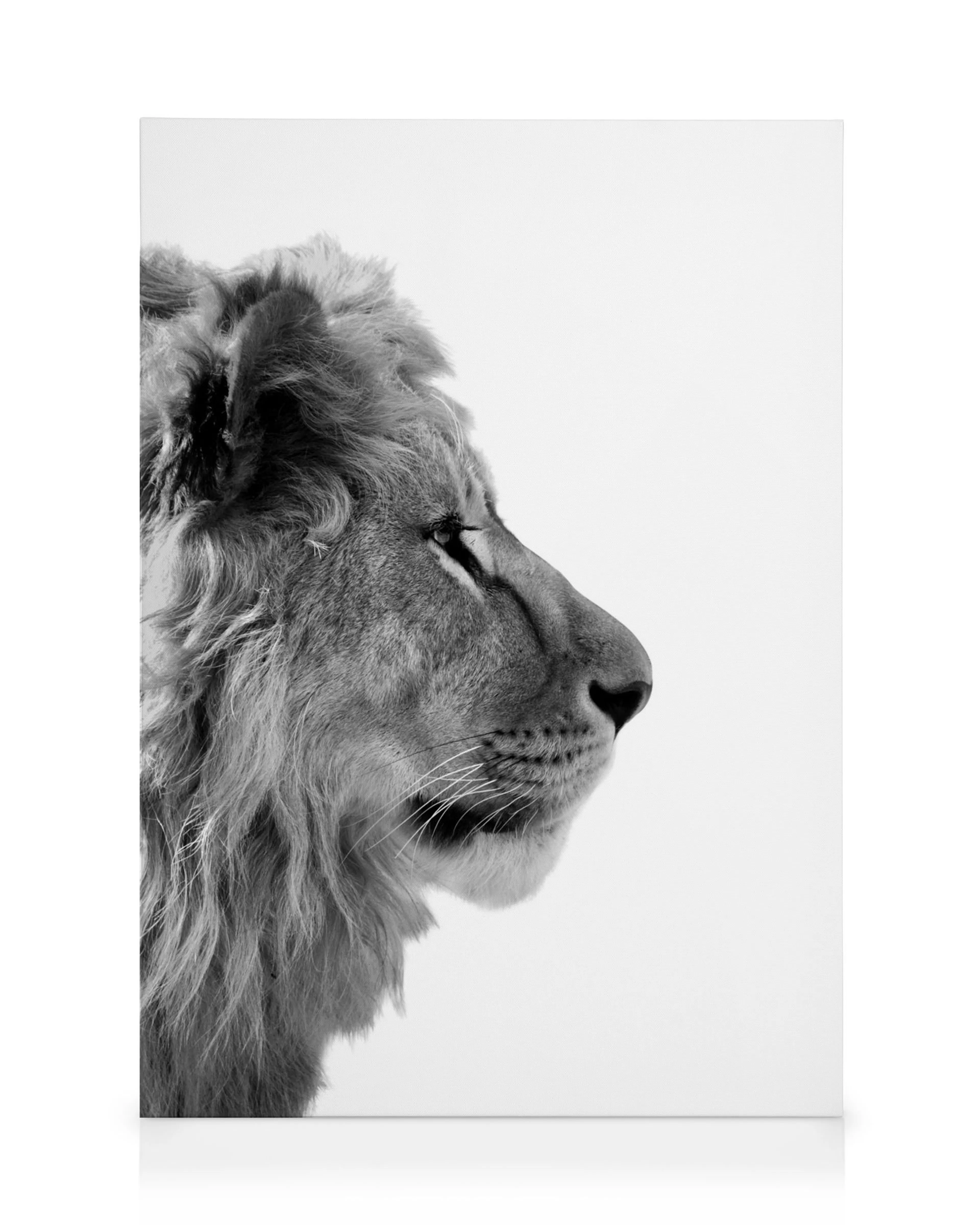 Majestätiskt lejon i svartvitt på canvas, med fokus på profil och man. Vacker vild naturmotiv för väggen.