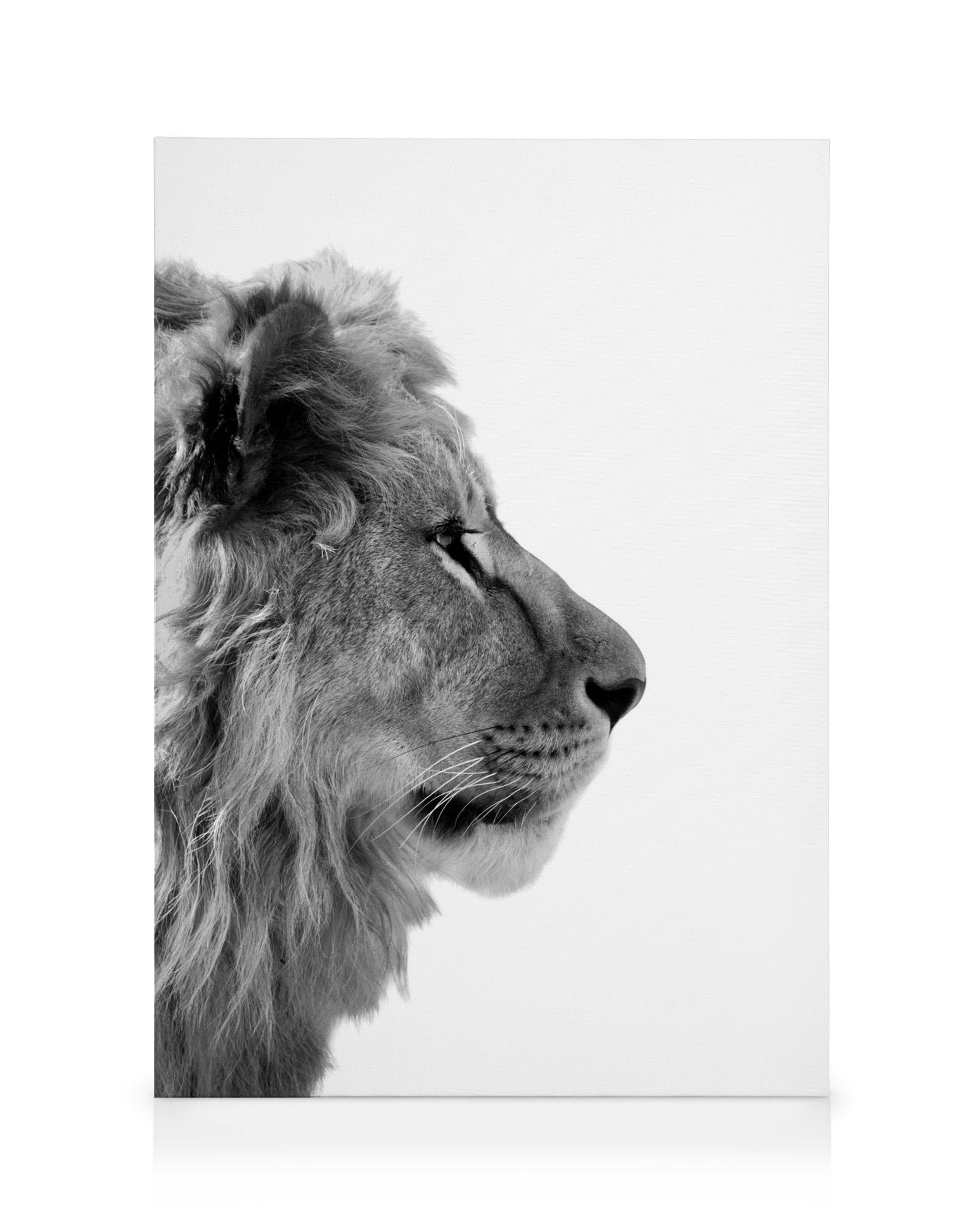 Telas decorativas Lion From Side Tela (70x100 cm)