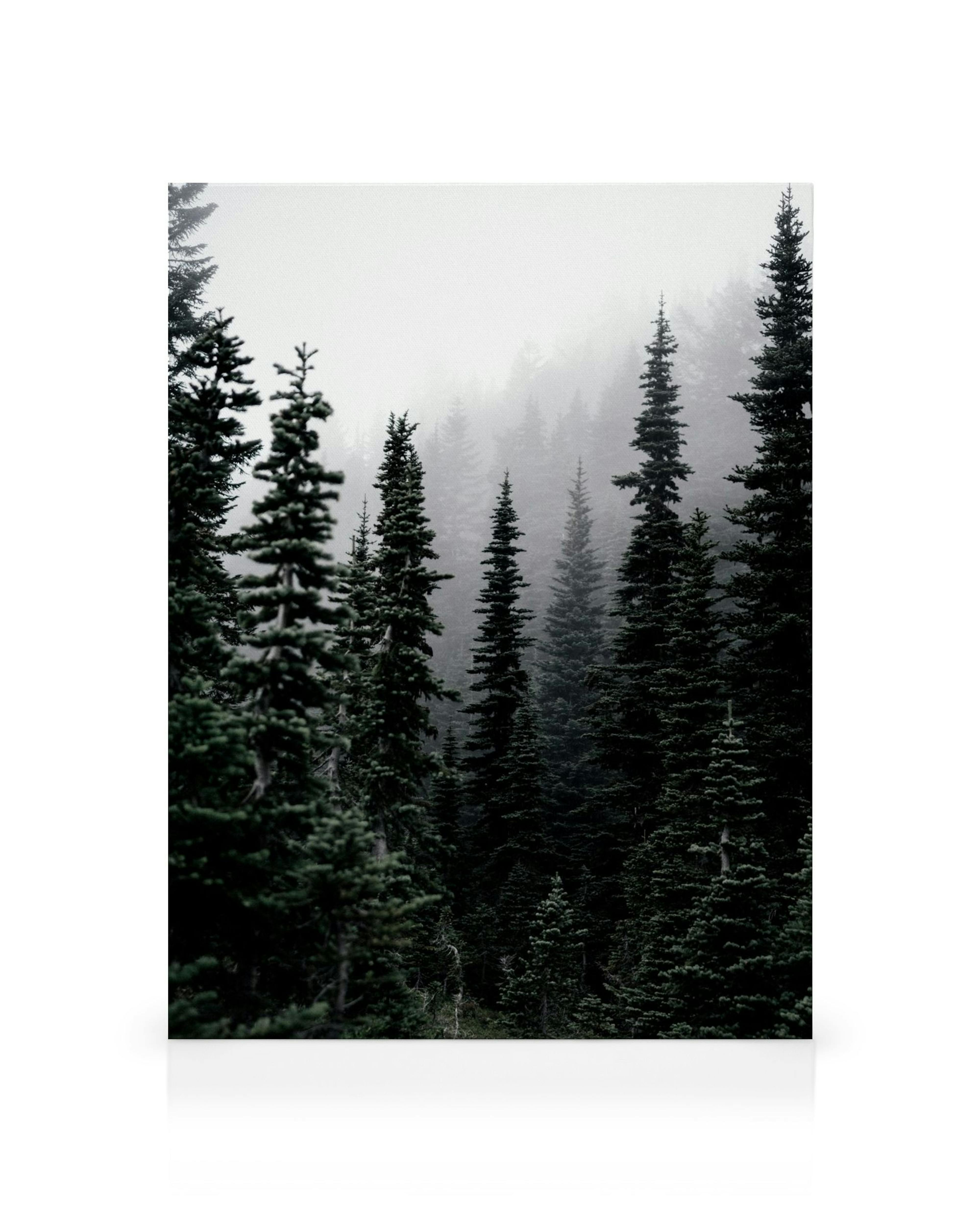 Stampa su tela di maestosi pini verde scuro in una fitta foresta avvolta dalla nebbia bianca e grigia.