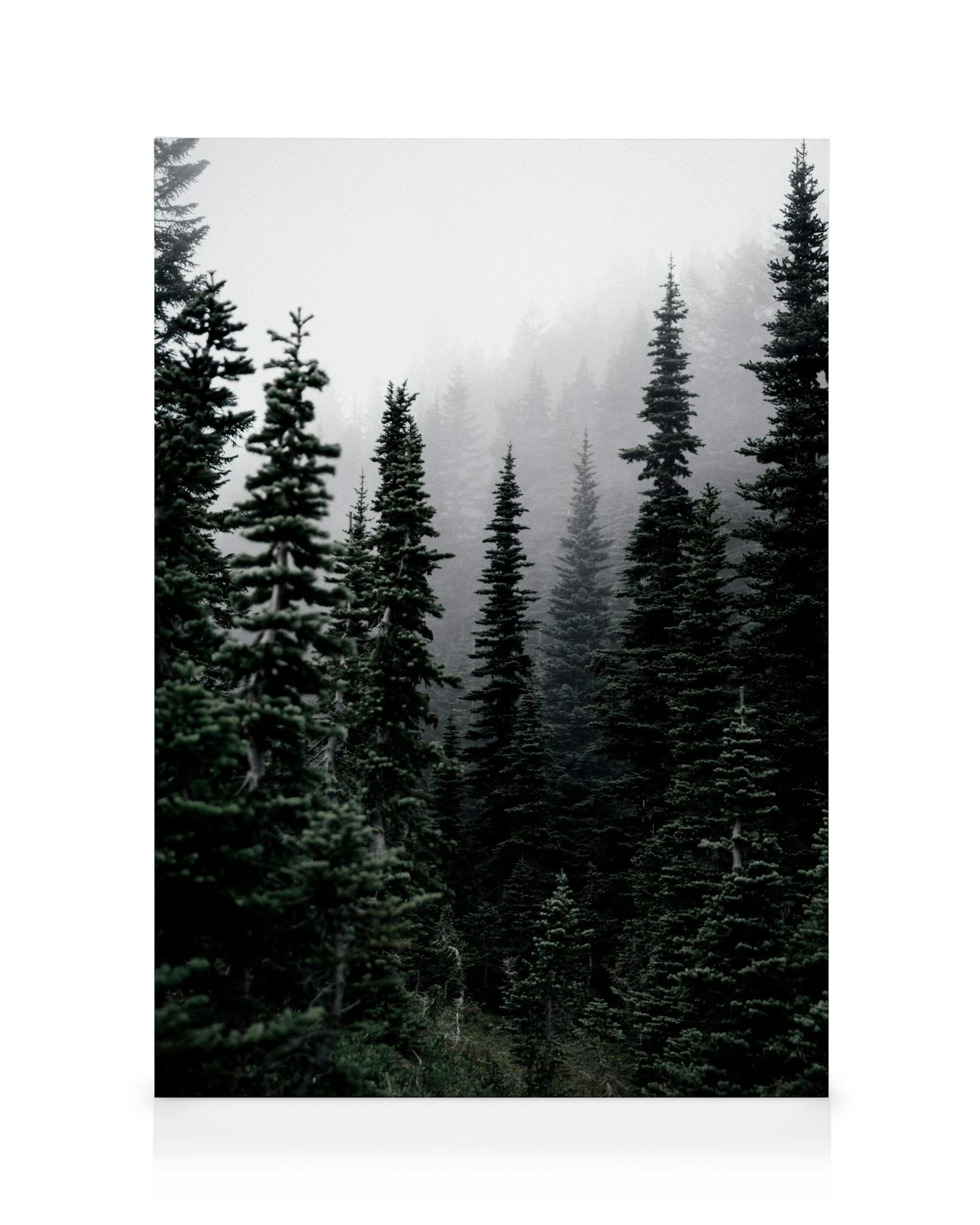 Dark green pine trees in a foggy forest, creating a serene, moody nature landscape on canvas.