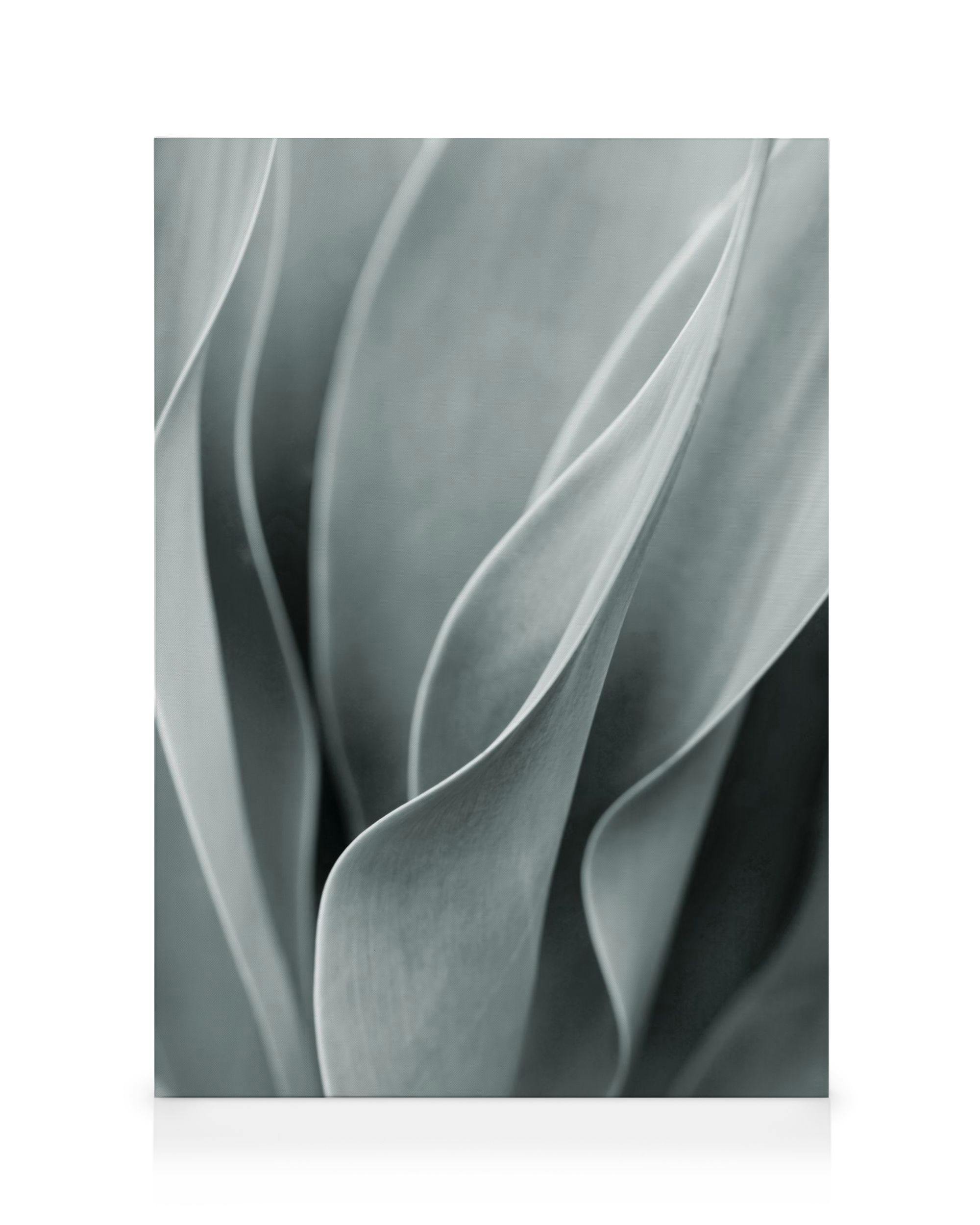 Canvas Schilderijen Agave Leaves No3 Canvas (30x40 cm - Fotolijst Zwart)