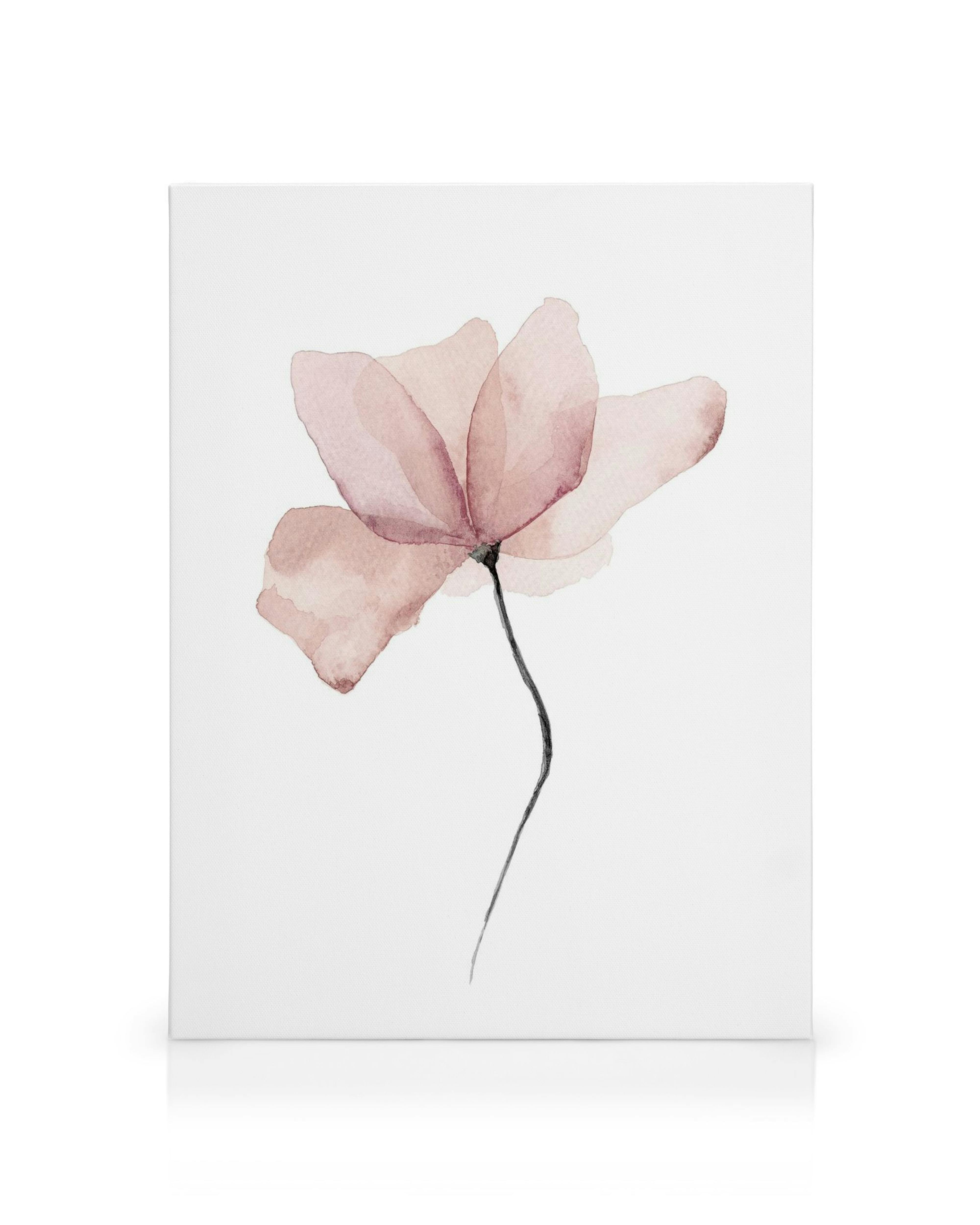 Akvarell canvas med en rosa blomma med transparenta kronblad och tunn svart stjälk på vit bakgrund.