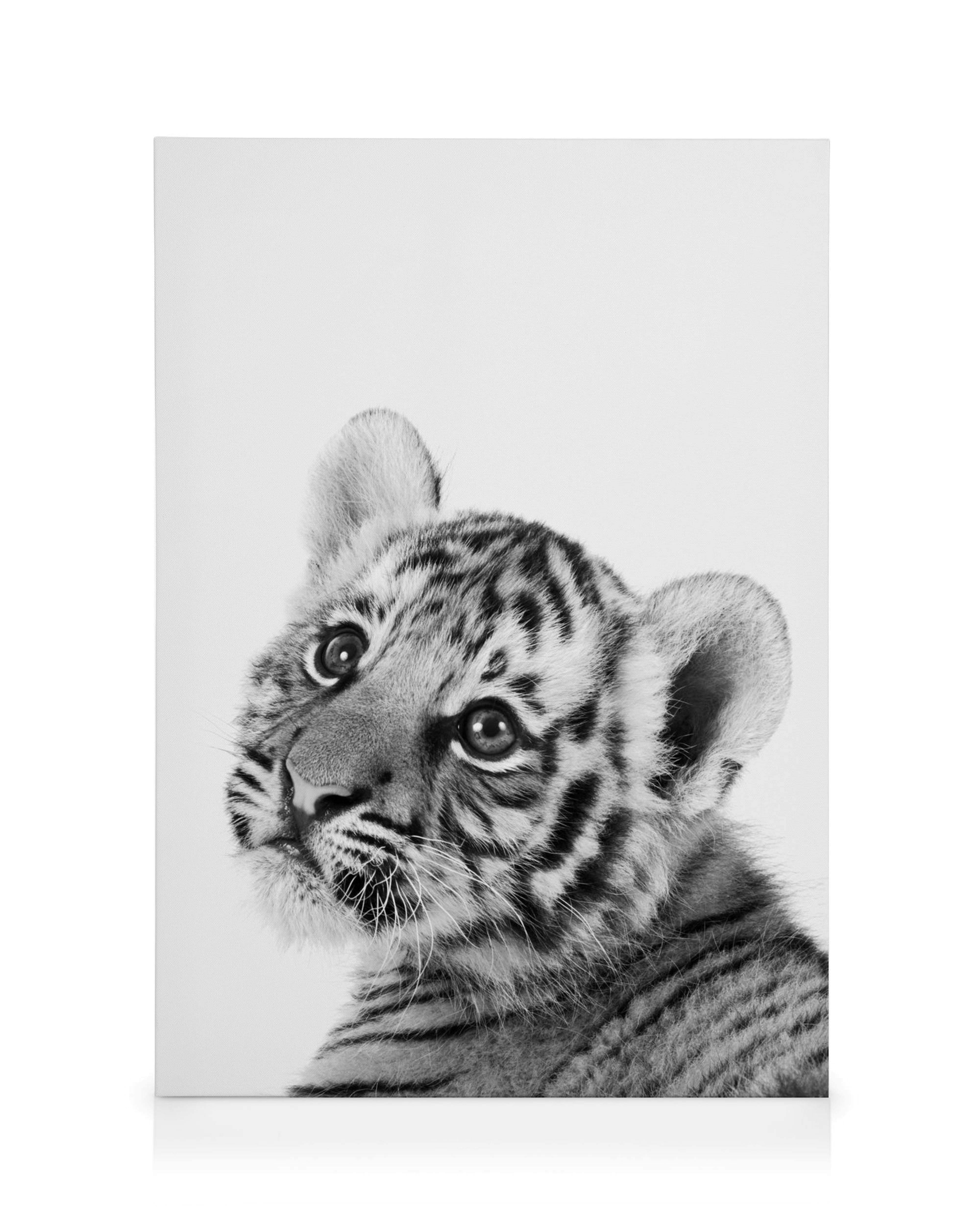Toile noire et blanche dun mignon bébé tigre, rayé et les yeux grands ouverts