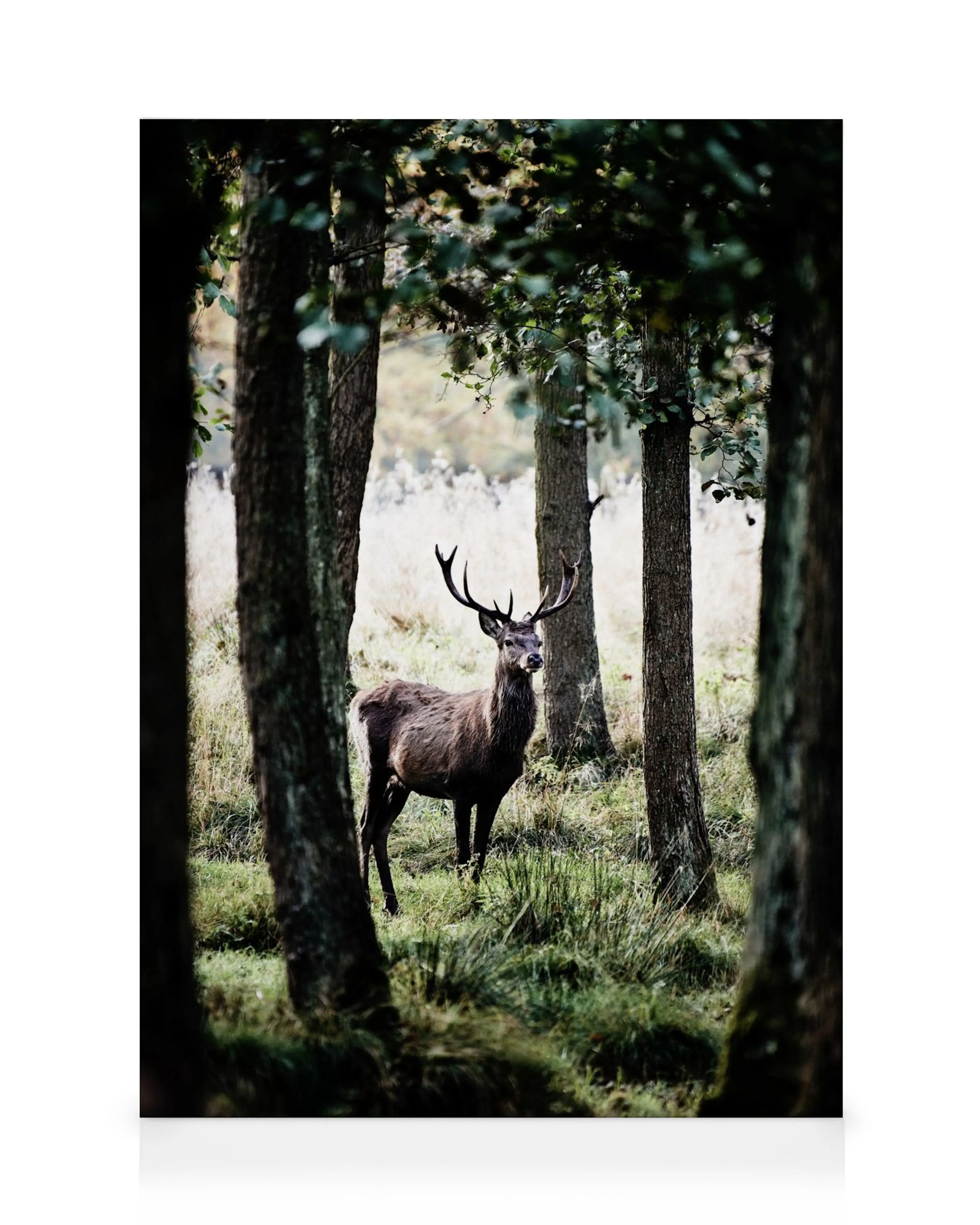 Leinwandbild: Hirsch im Wald, umgeben von Bäumen und üppigem Grün