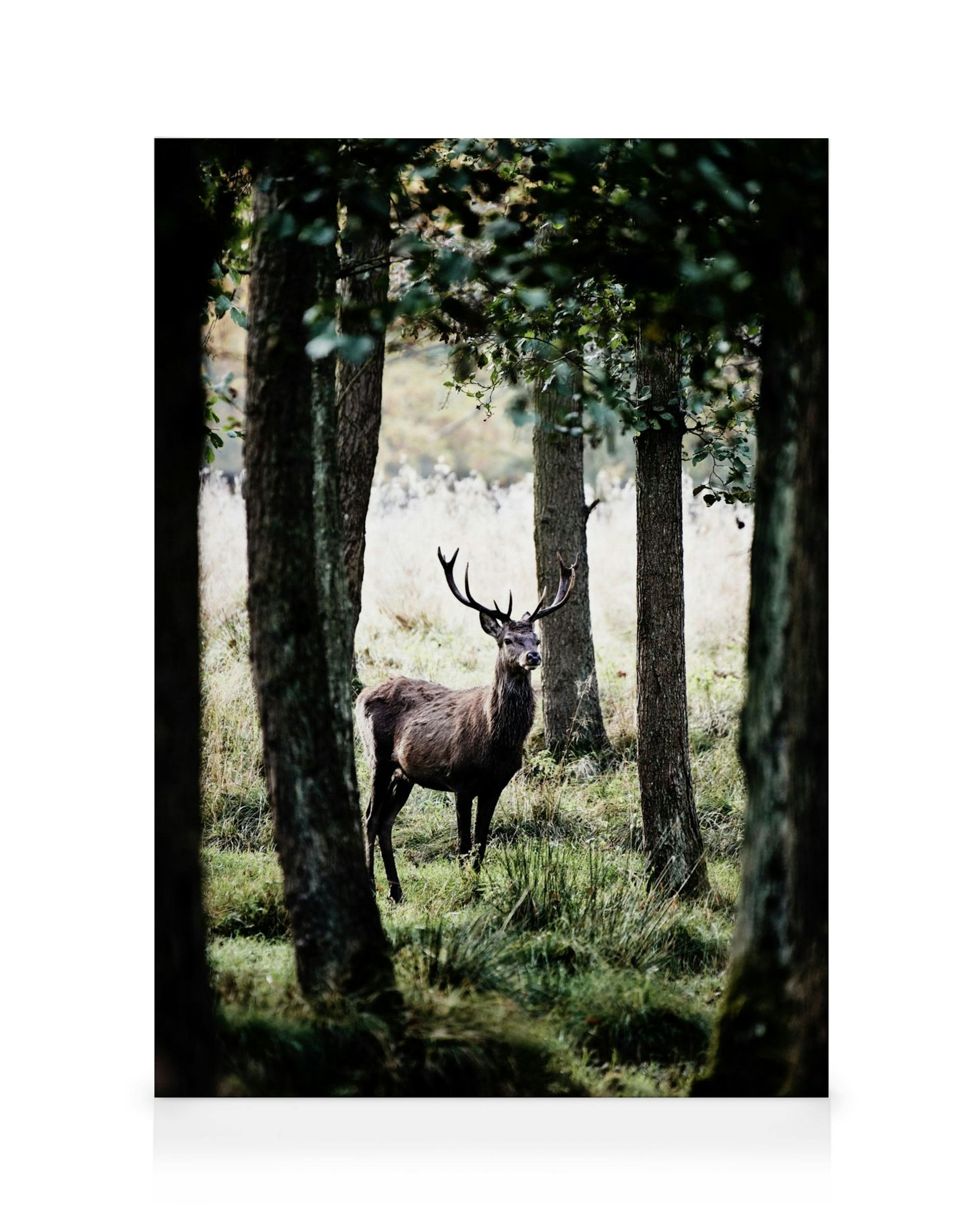 Stolt hjort i skogsglänta, omgiven av höga träd. En naturlig skogsmiljö med detaljerade lövverk och gräs.