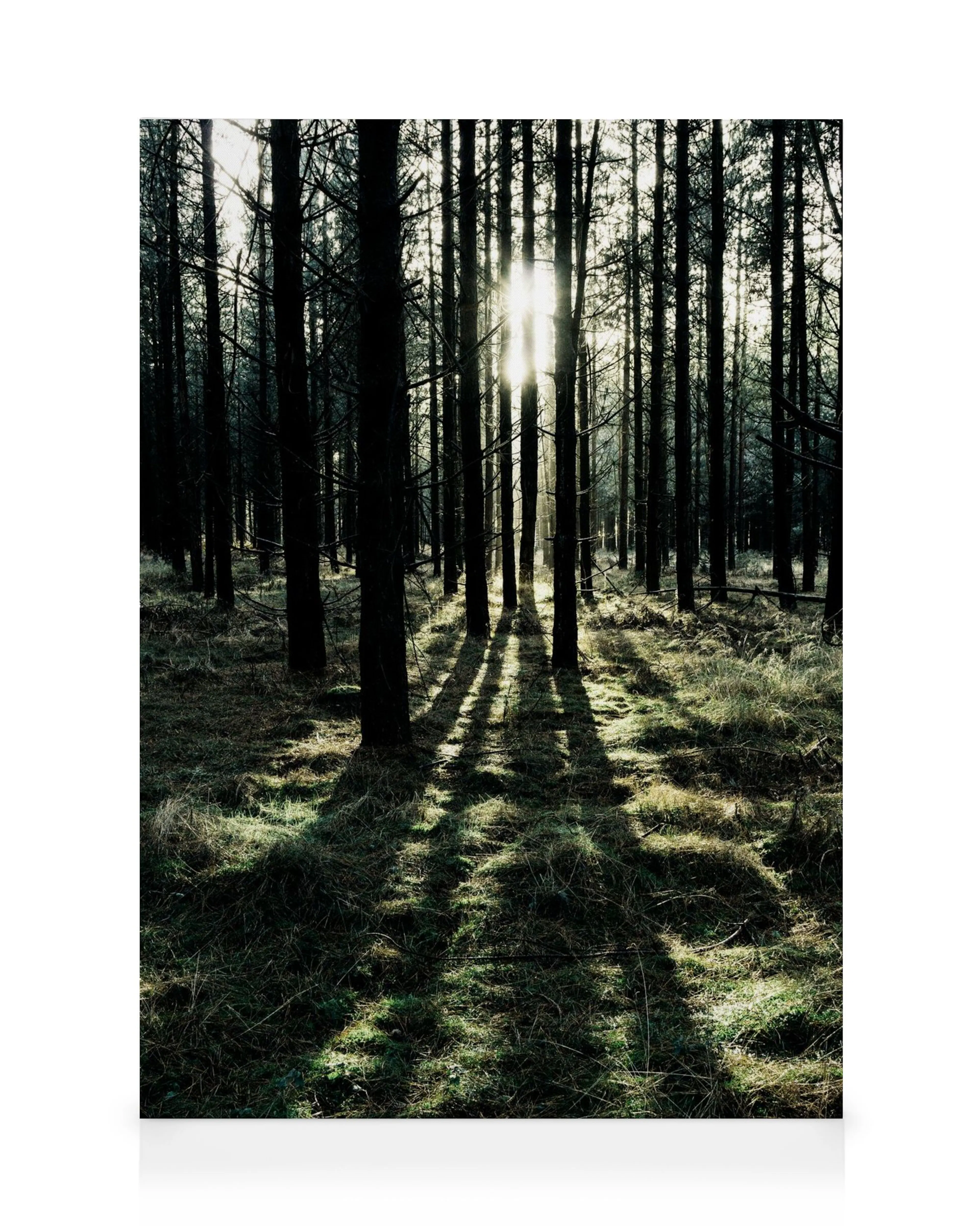 Stemningsfullt lerret med mørke trær i en skog, sollys som skinner gjennom grenene og skaper lange skygger på marken.