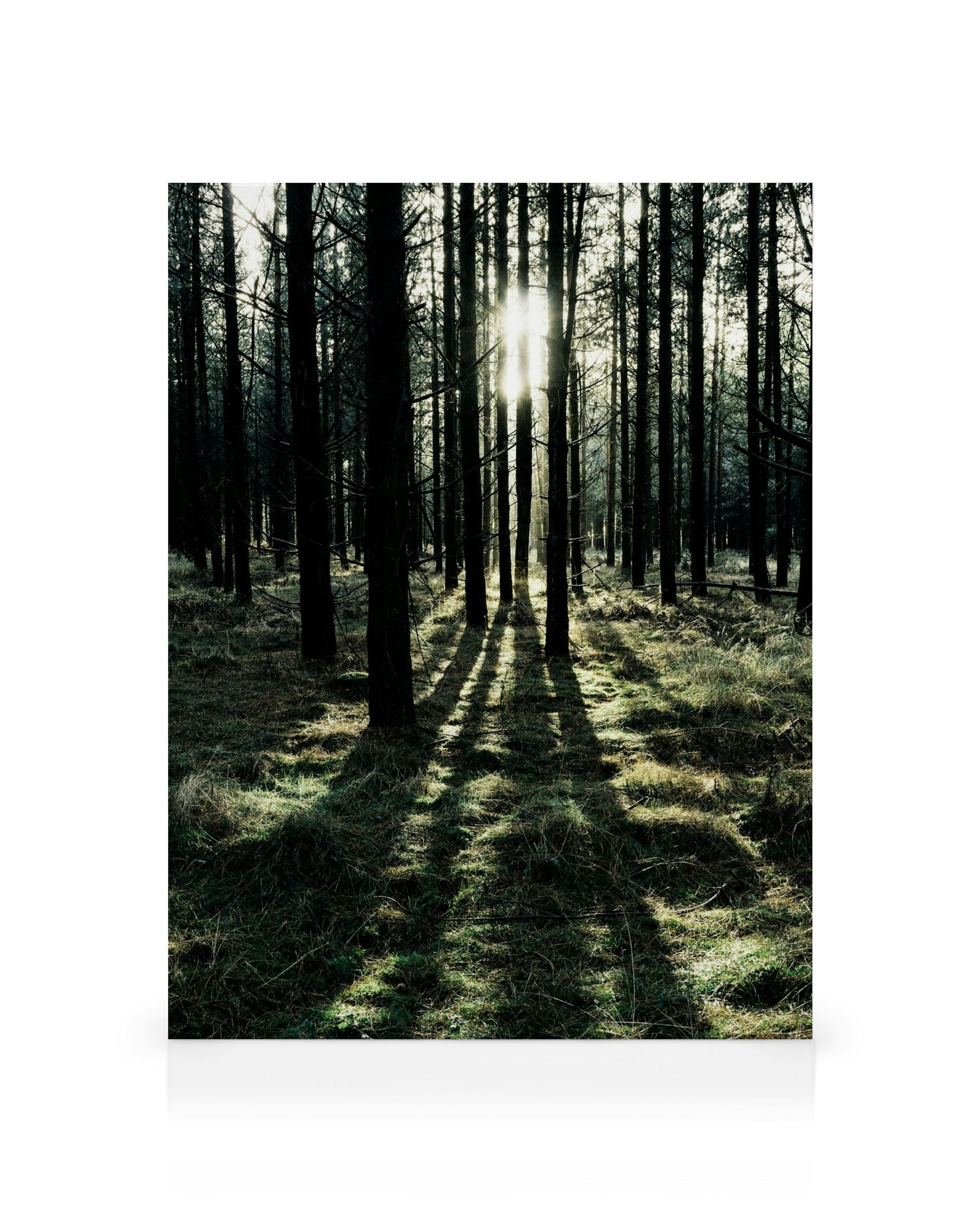 Sollys i skov, lærred. Dyster skov med høje træer og solstråler der skaber lange skygger på græsset.