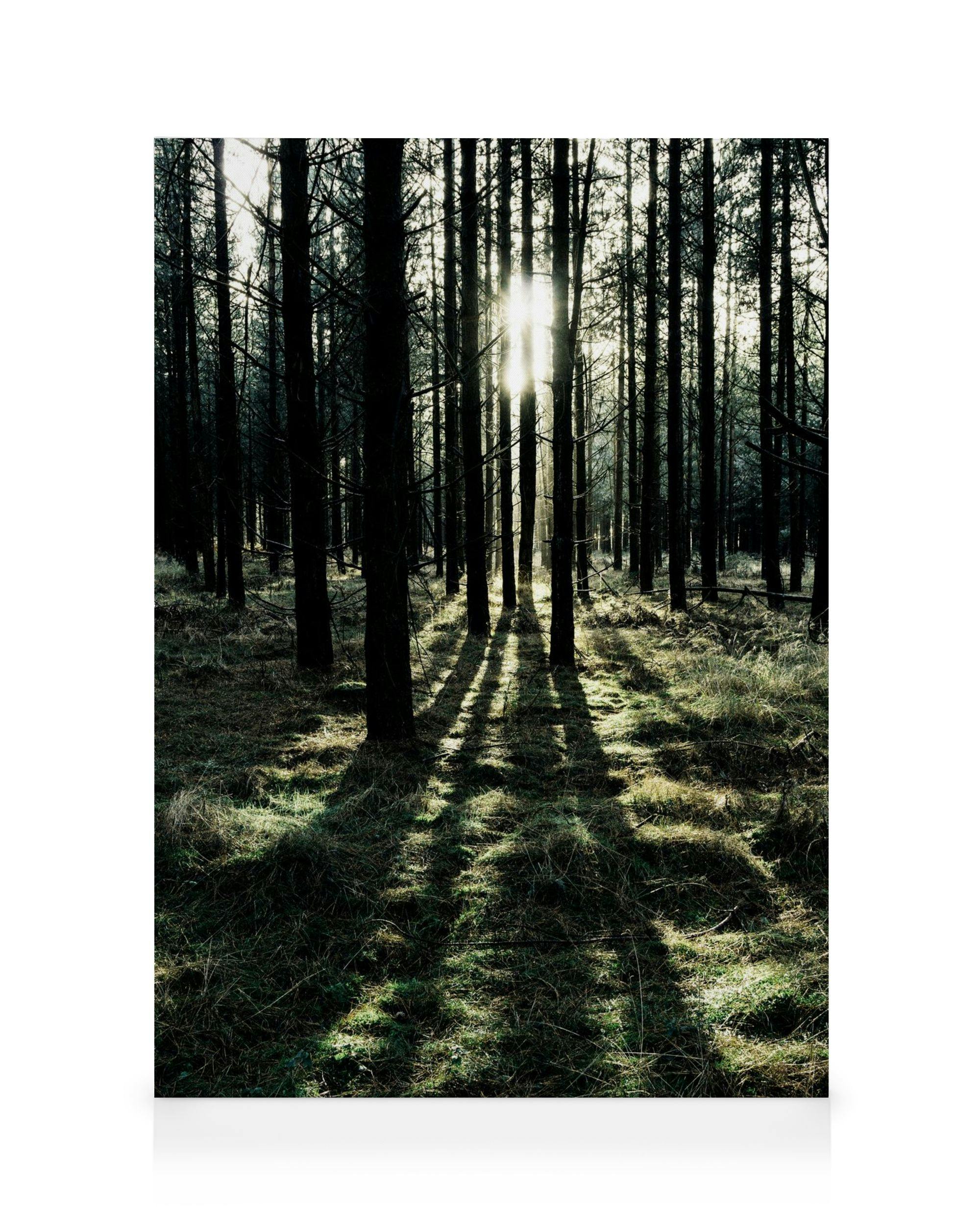 Sunlight streams through tall forest trees, casting long shadows on the mossy ground in a serene woodland scene.