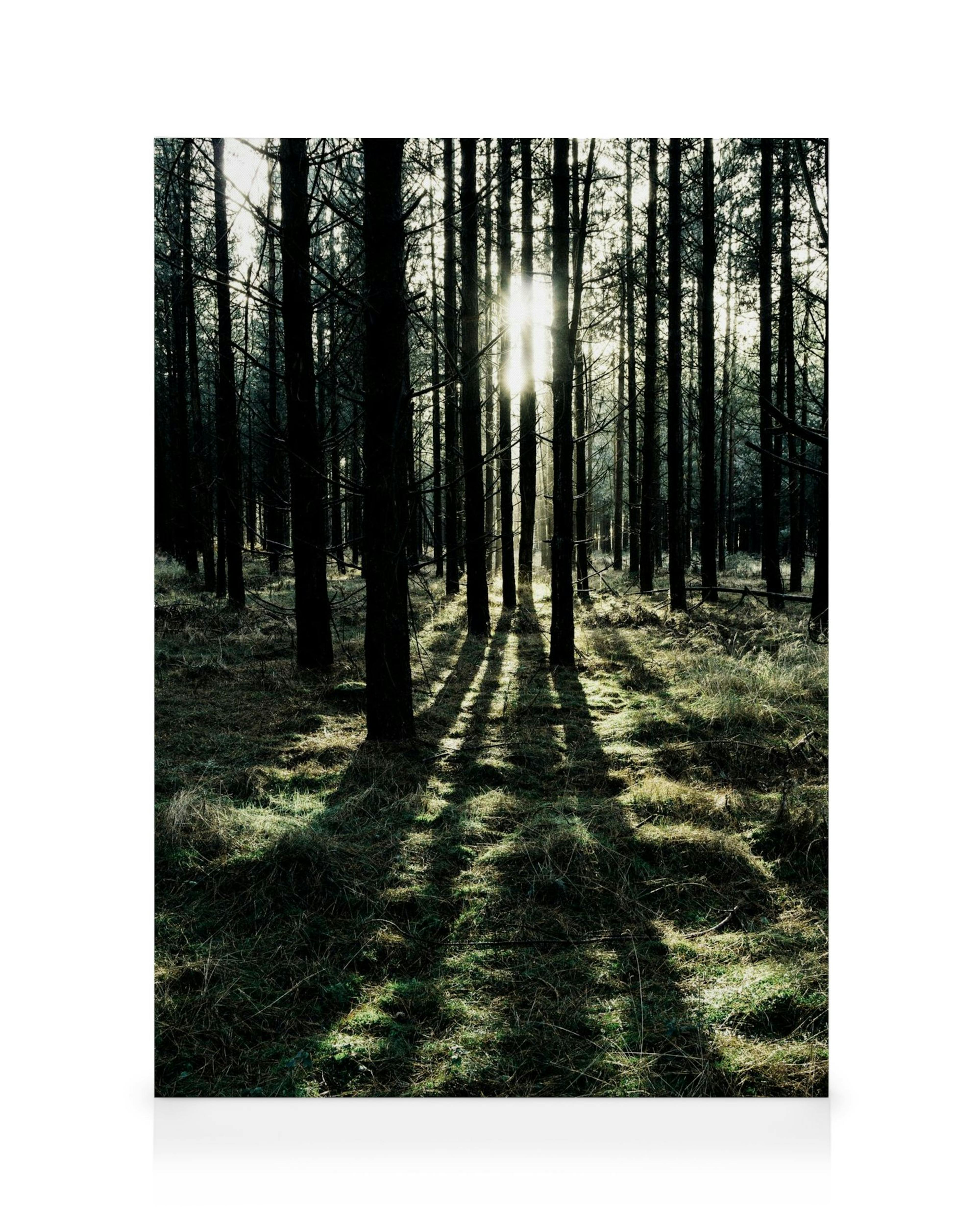 Sunlight streaming through dark forest trees, casting long shadows on the mossy ground. Nature landscape.