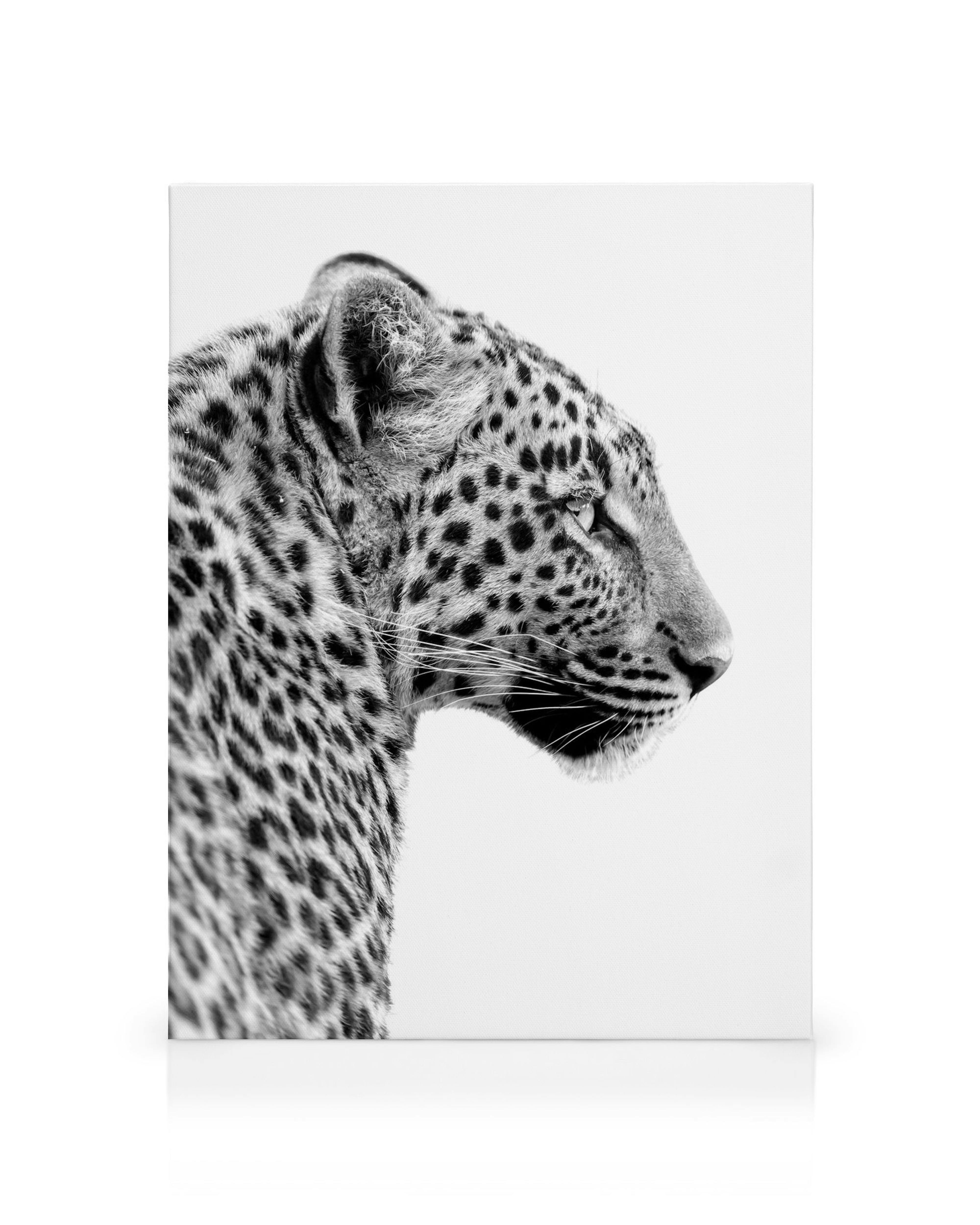 Svartvitt leopardfotografi i profil med fläckig päls och morrhår, mot en vit bakgrund. En vild känsla.