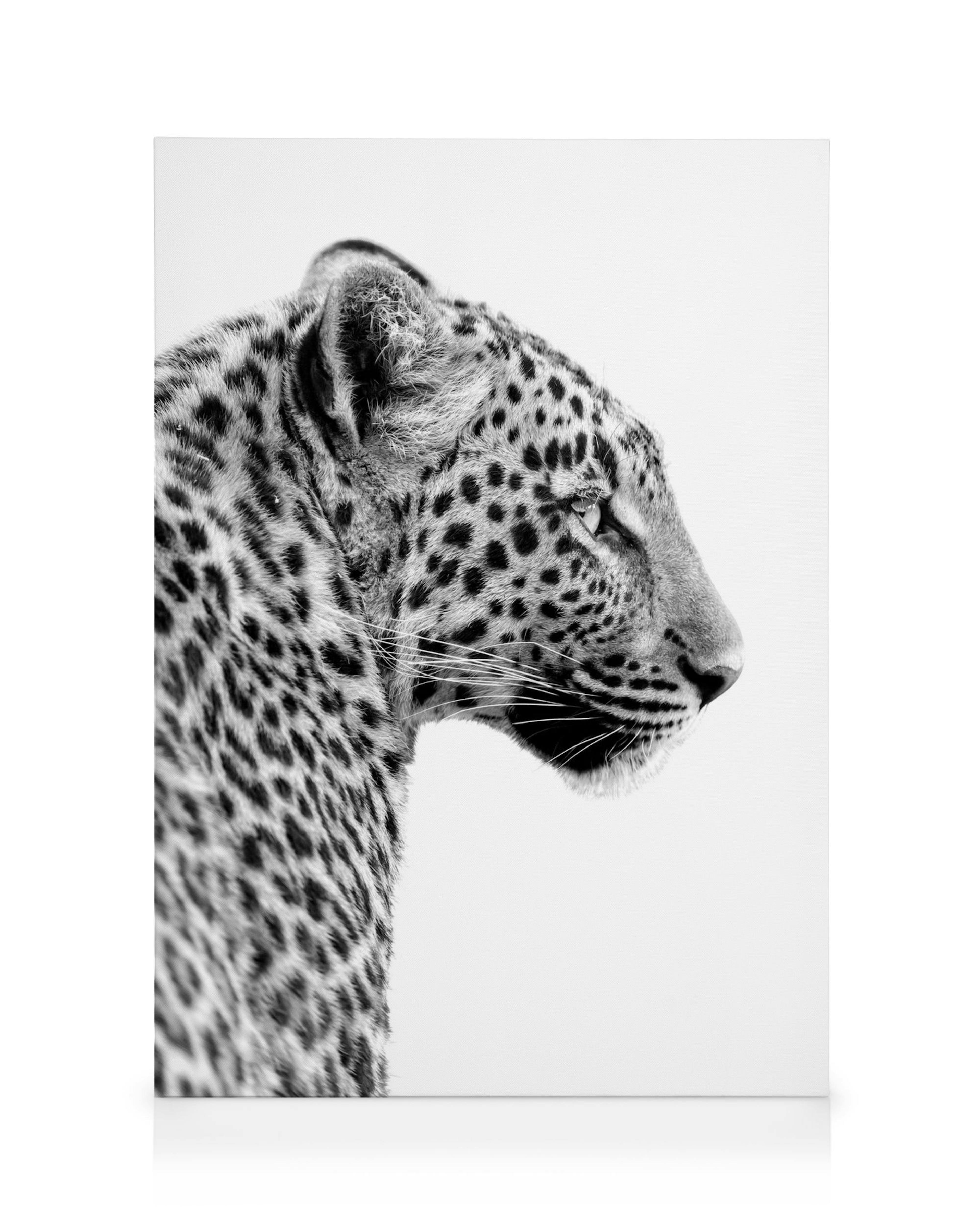 Toile léopard noir et blanc, vue de profil, avec taches et moustaches, sur fond clair. Typographie animale.
