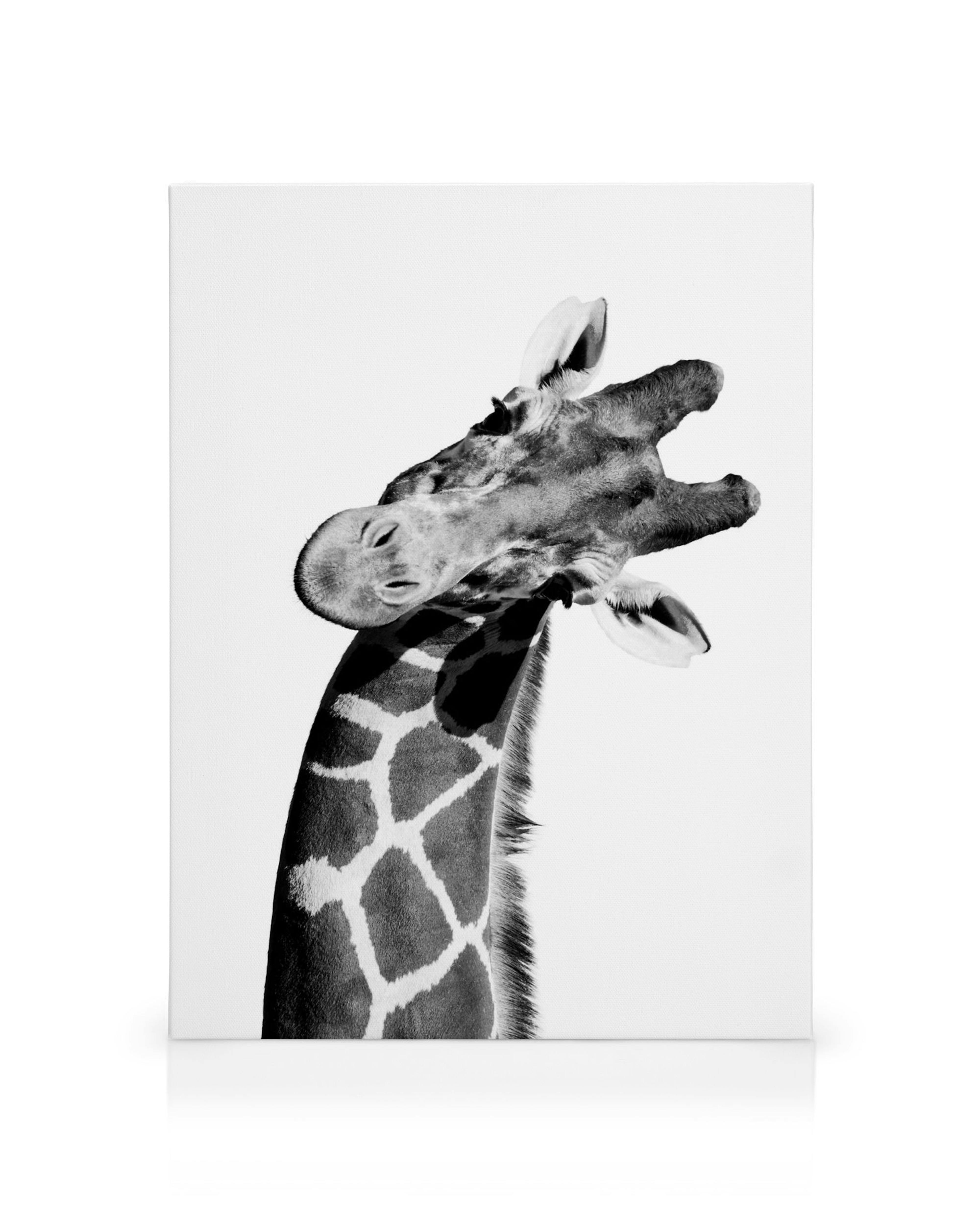 Toile artistique dune girafe en noir et blanc, montrant sa tête, son cou et ses taches sur un fond blanc