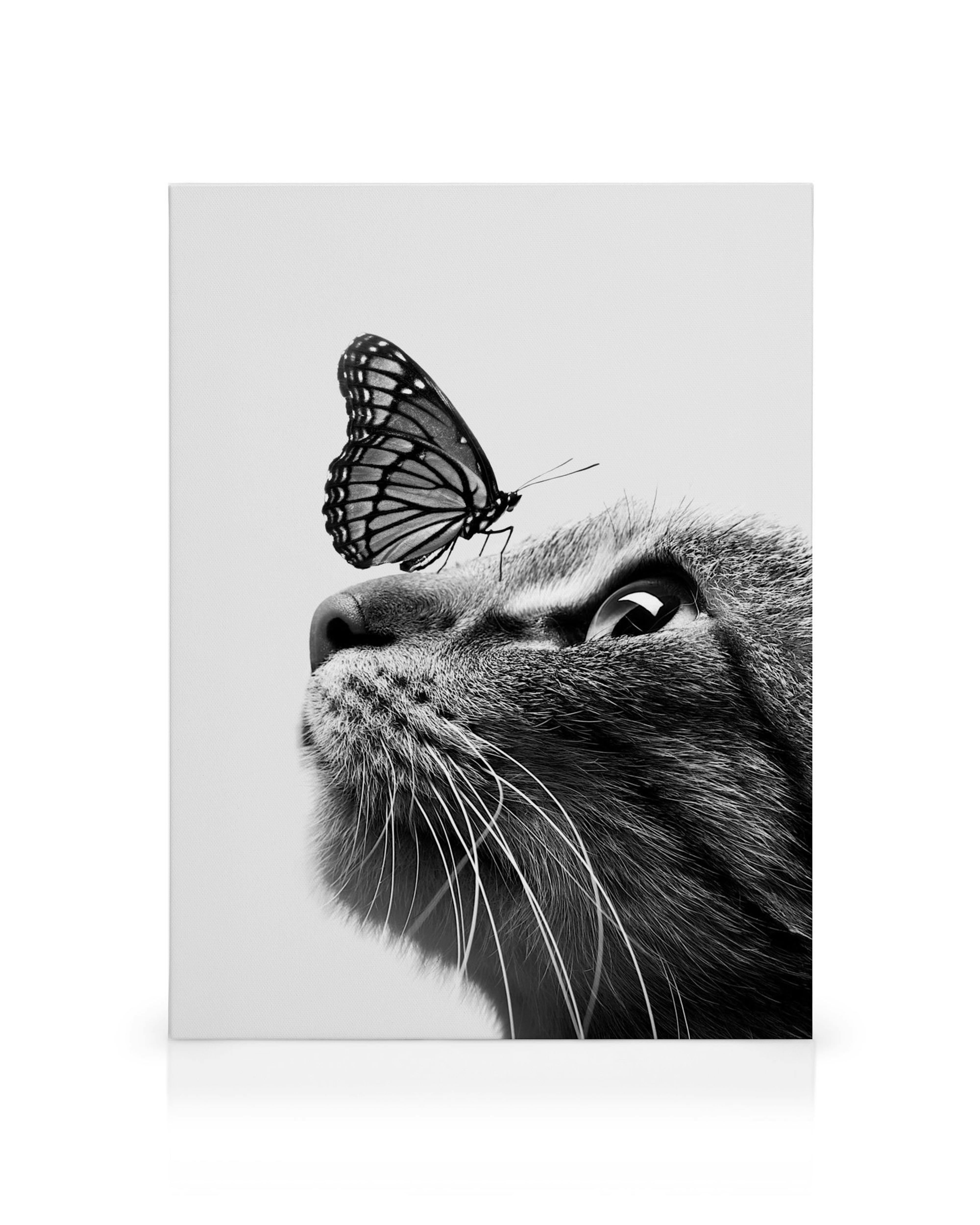 Čiernobiely obraz mačky s motýľom na nose, mačka pozerá na motýľa. Motív Butterfly Cat.