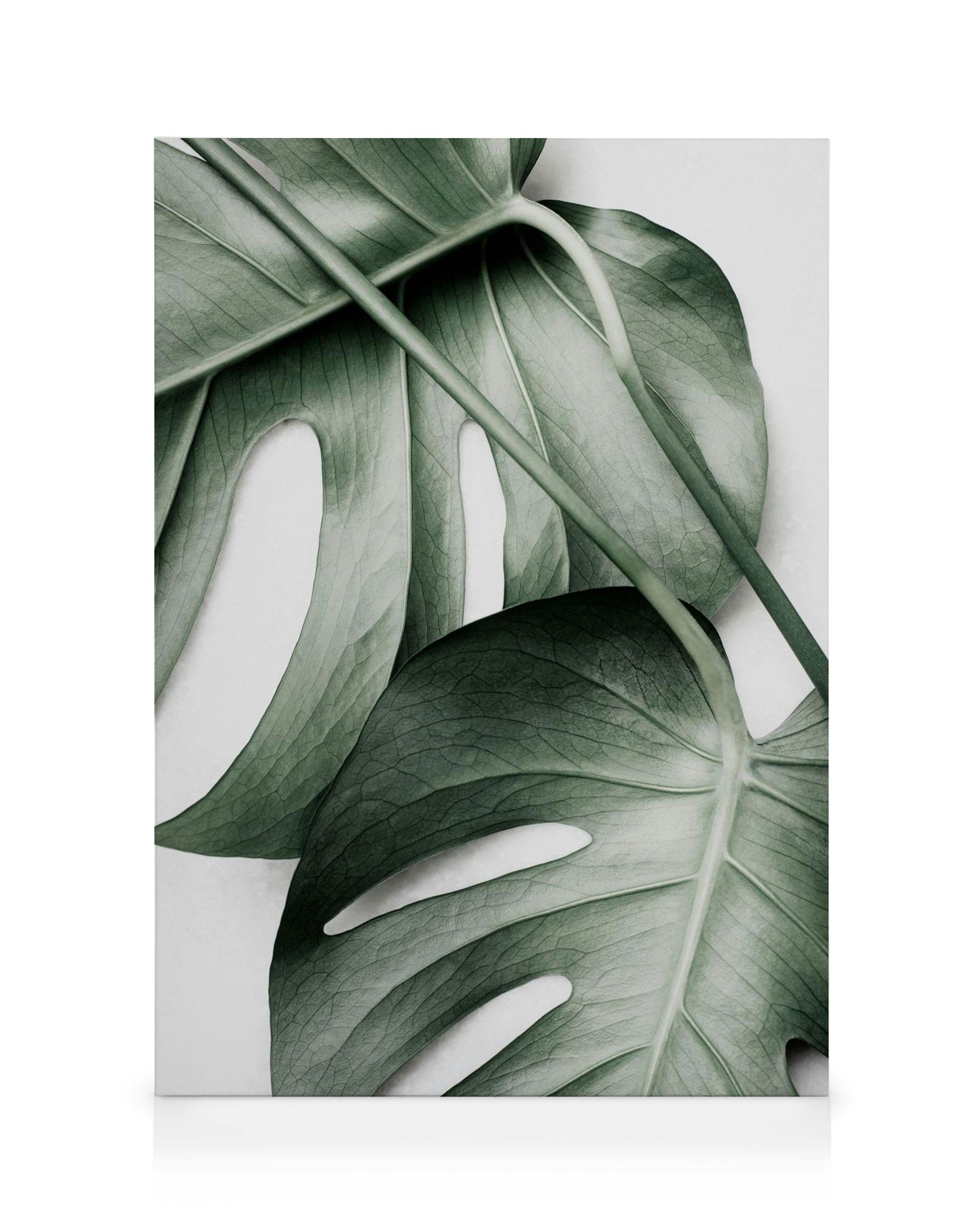 Canvas Prints Monstera Pair Canvas print (30x40 cm)