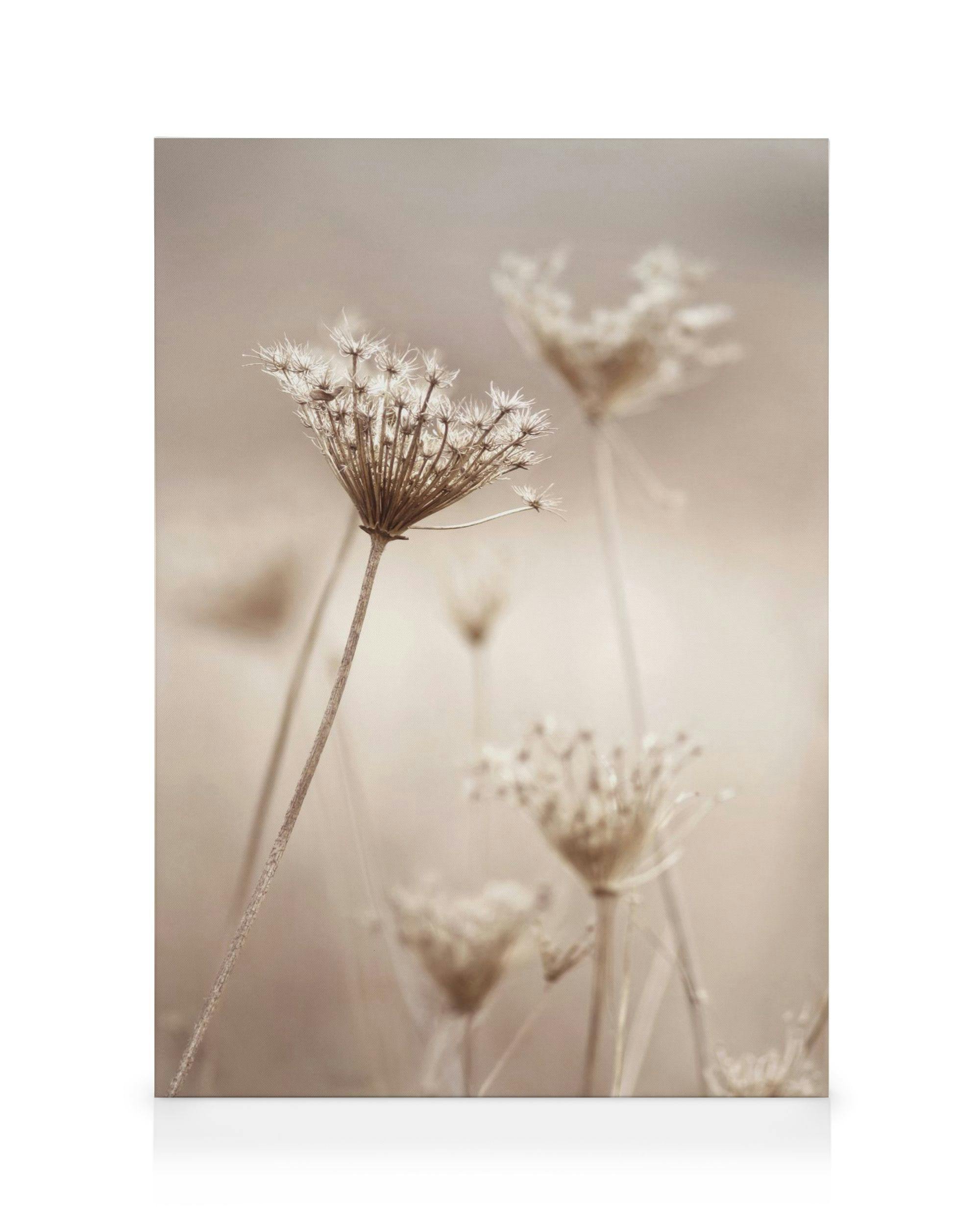 Beiges Leinwandbild mit wilden Blumen. Trockene, flauschige Pflanzen in Sepia.