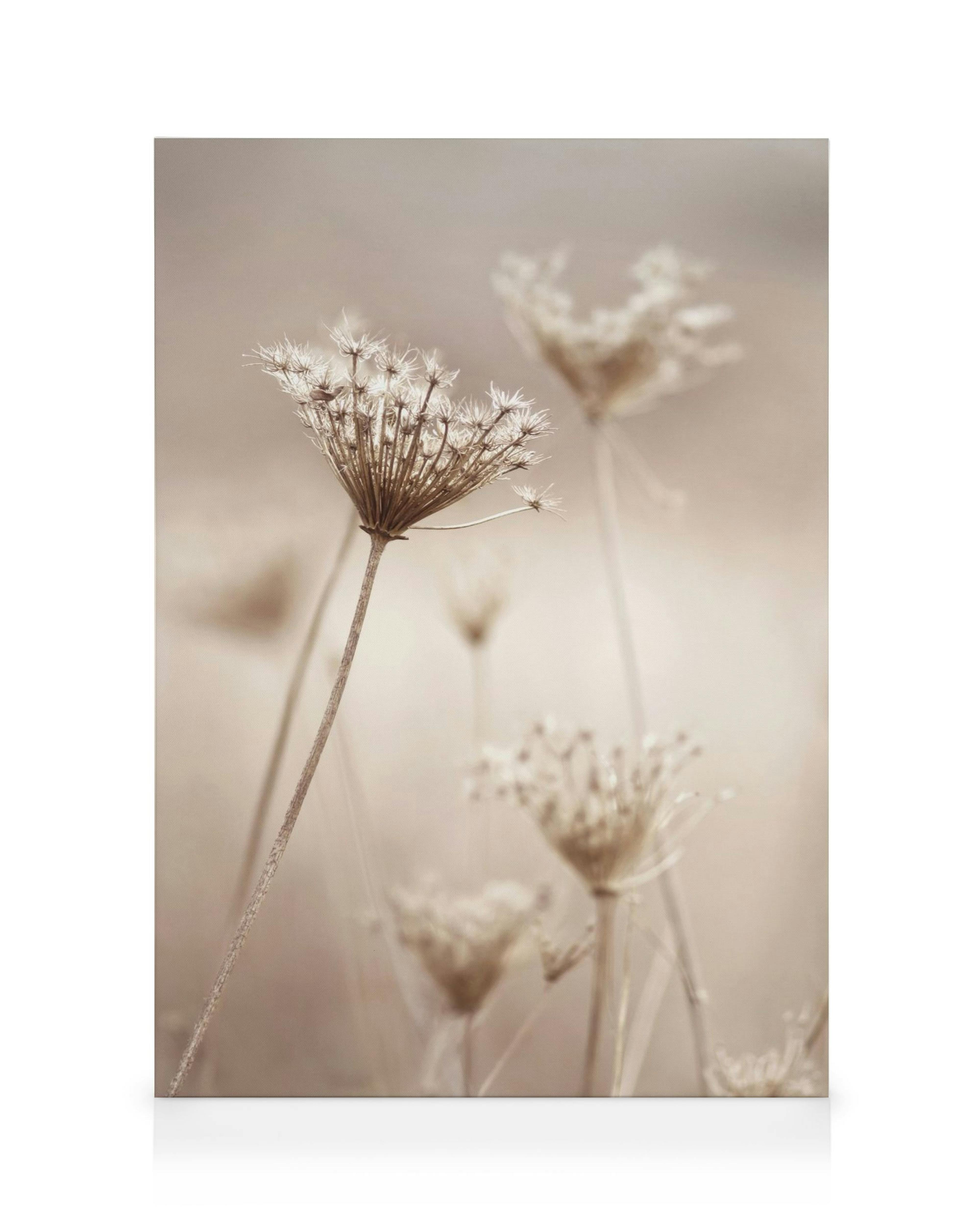 Toile botanique Wildflower en beige, présentant des fleurs séchées aériennes avec des tiges fines et des sommets duveteux.