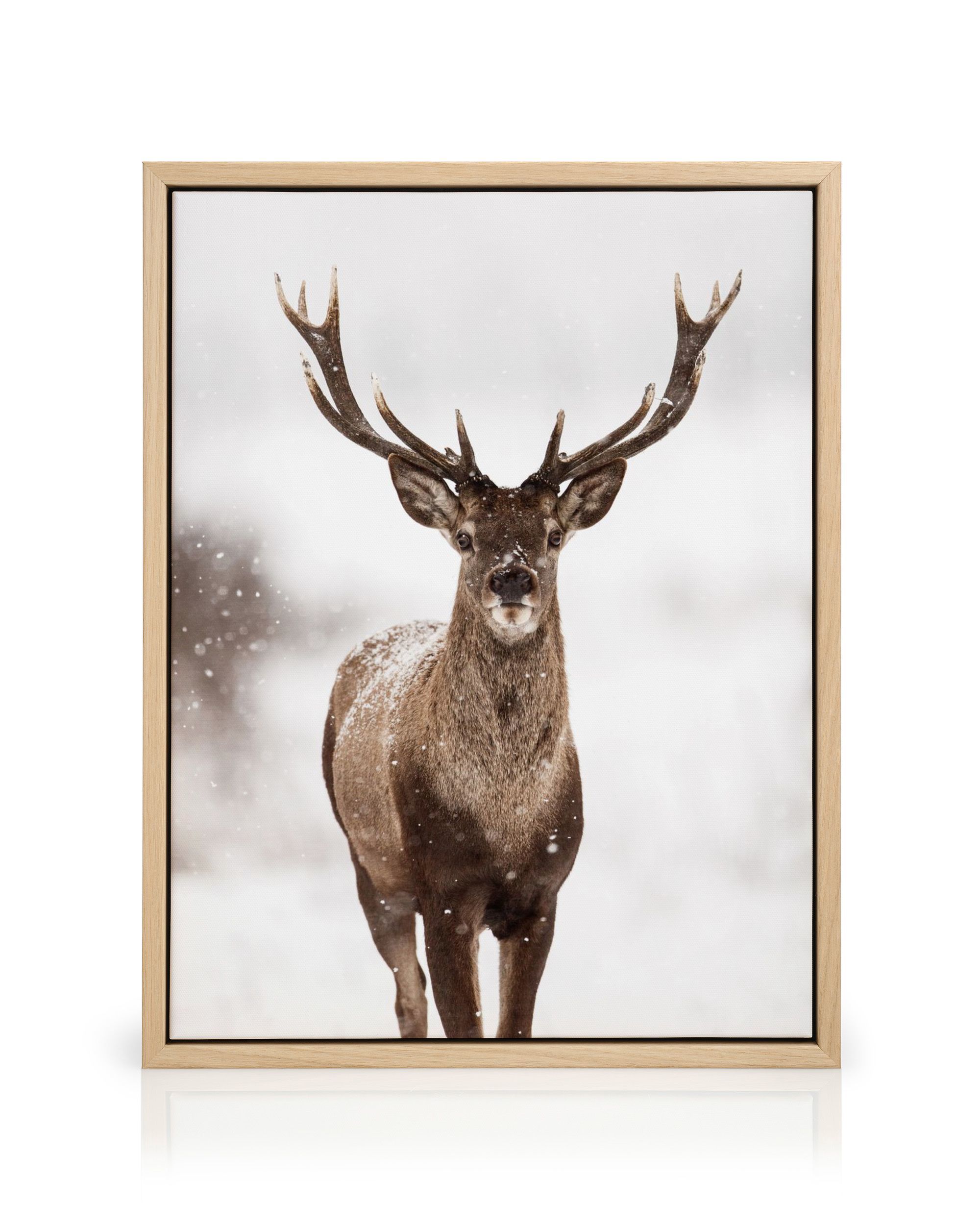 Le cerf de Virginie et l'hiver - Photo Nature Culture