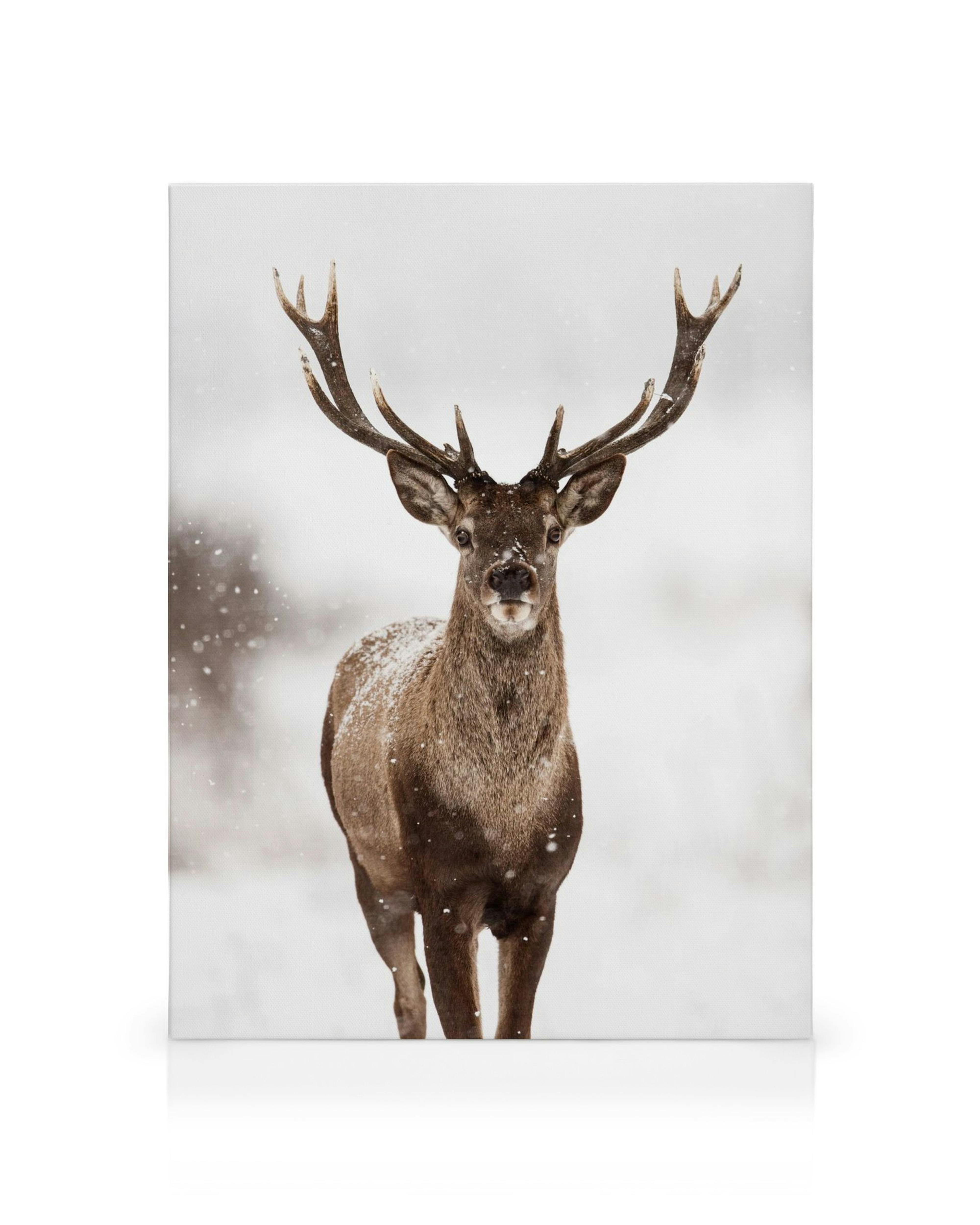 Brown deer with large antlers in a snowy winter landscape, snow falling, nature art, animal wall decor
