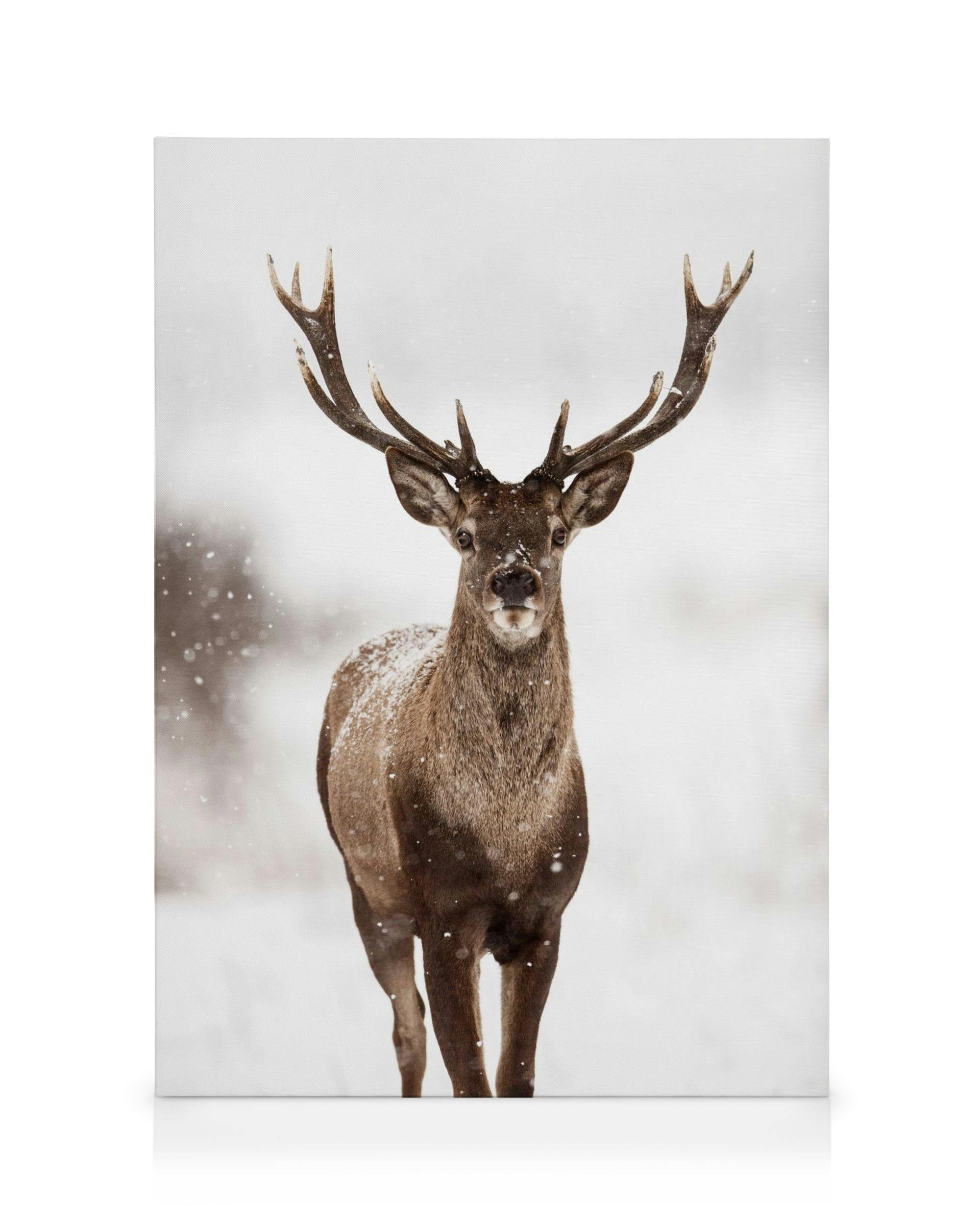 Canvas van een hert met groot gewei in de sneeuw, winterlandschap