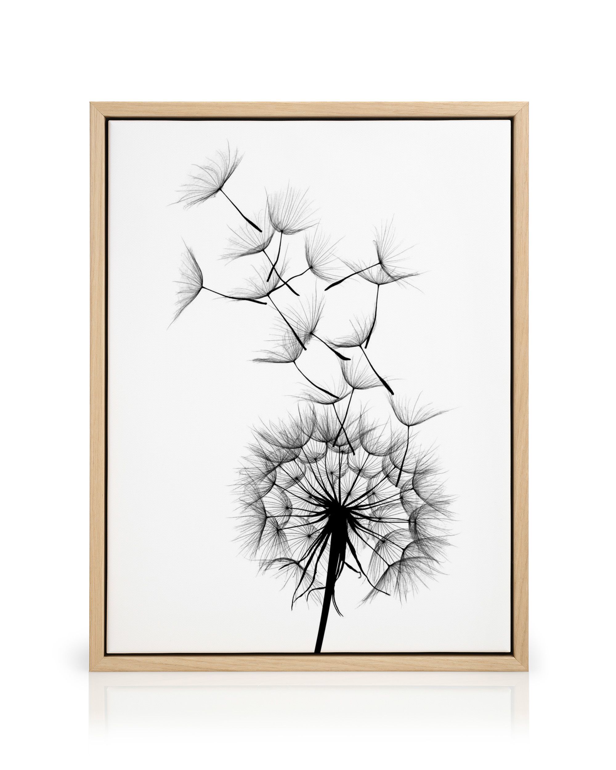 Dandelion No2 Canvas Print – Black and White Wall Art Print | Desenio