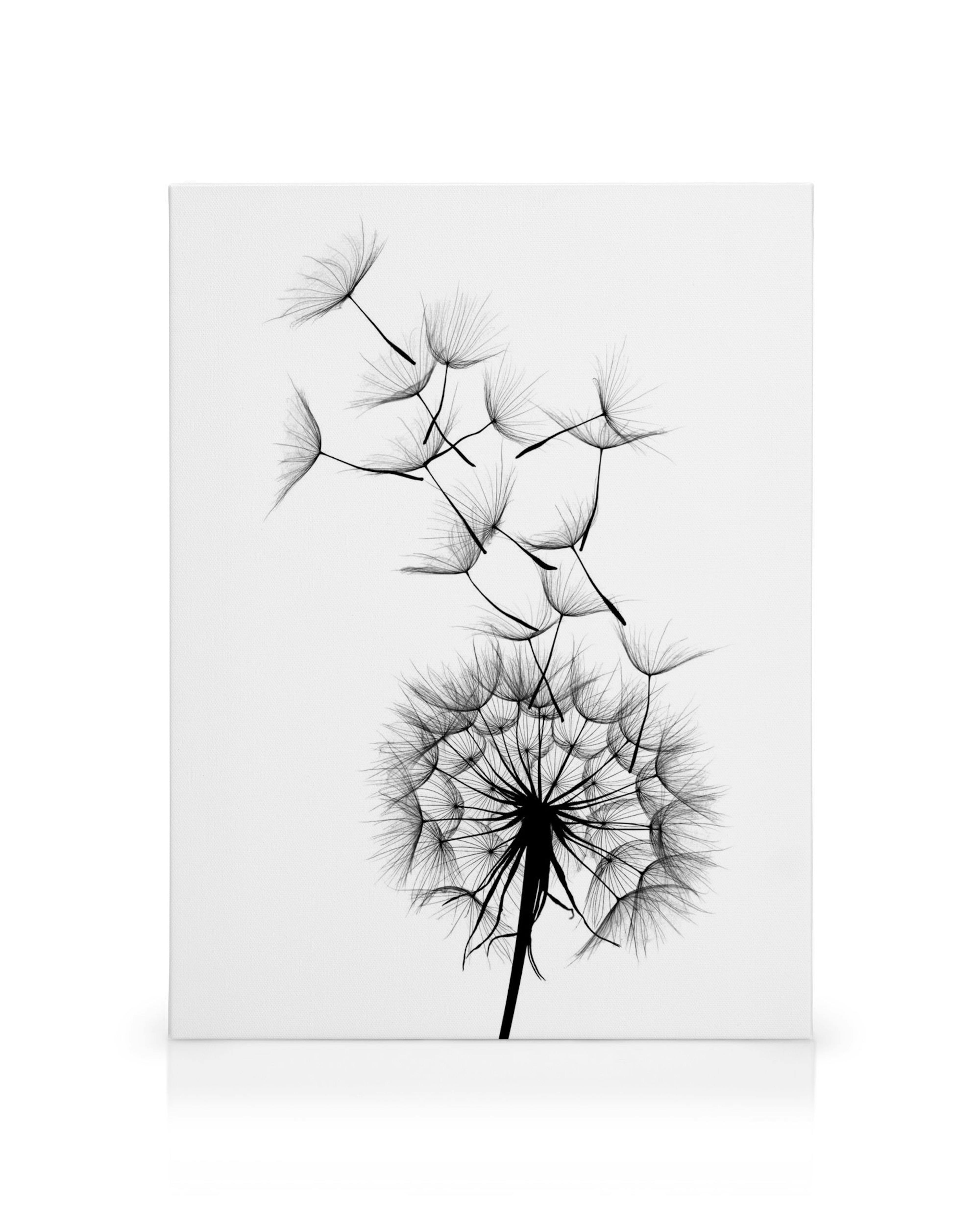 Black and white dandelion canvas print, delicate seeds floating from the seed head, minimalist nature art.