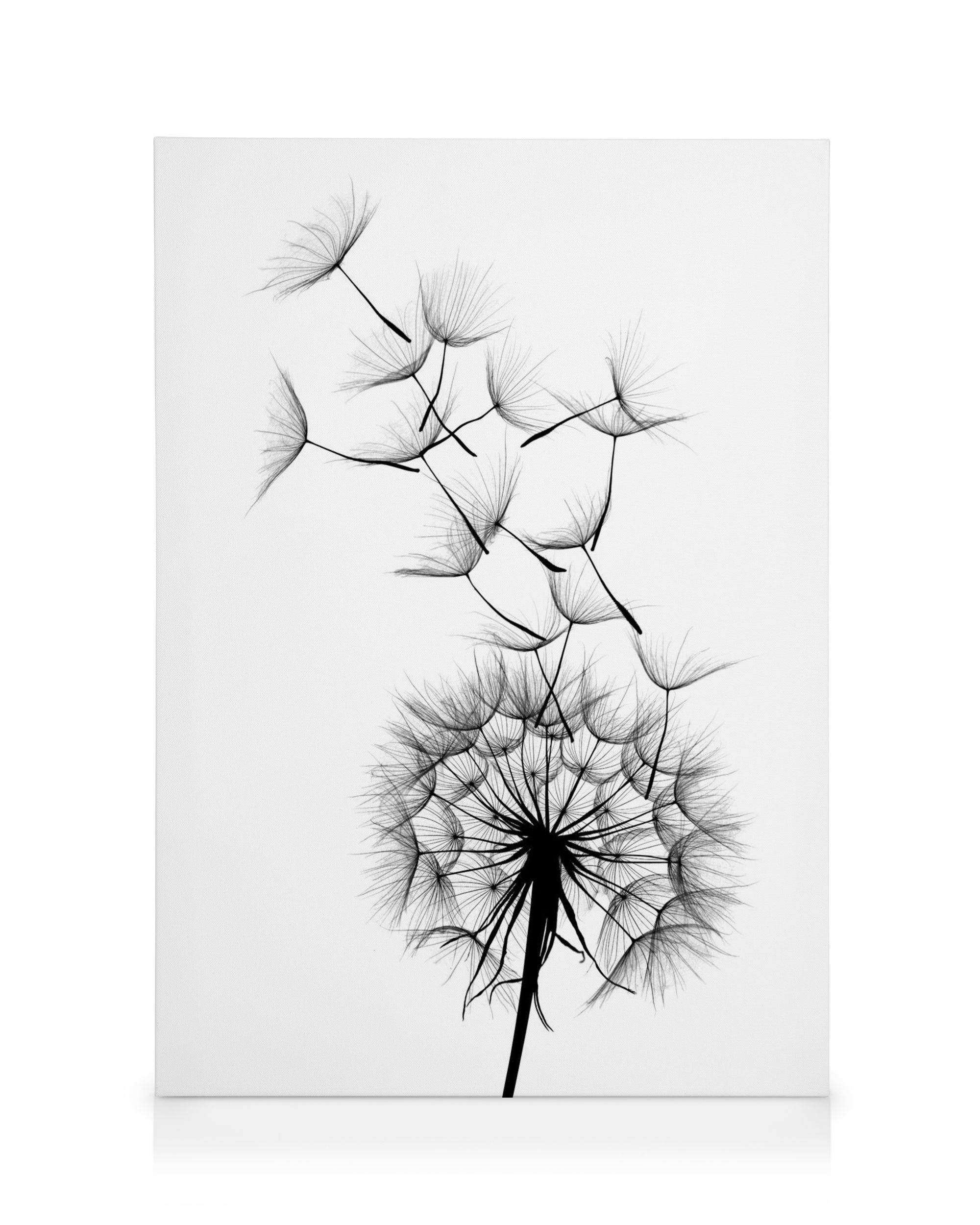 Canvas Prints Dandelion No2 Canvas print (50x70 cm - Black Frame)