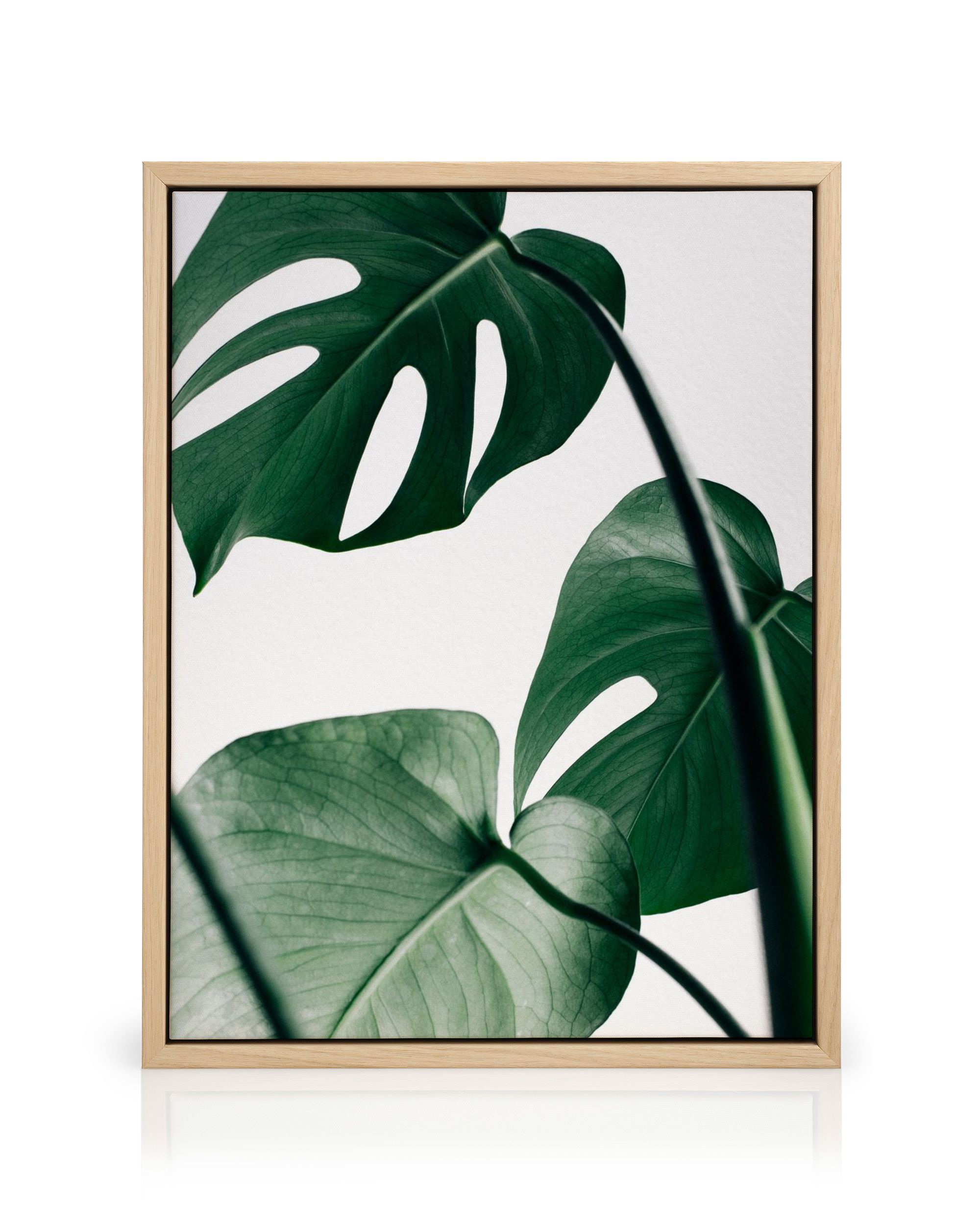 philodendron pink princess wikipedia Philodendron 'Pink Princess' | Indoor Plant | Tropical Plant | Potted Plant main image 1