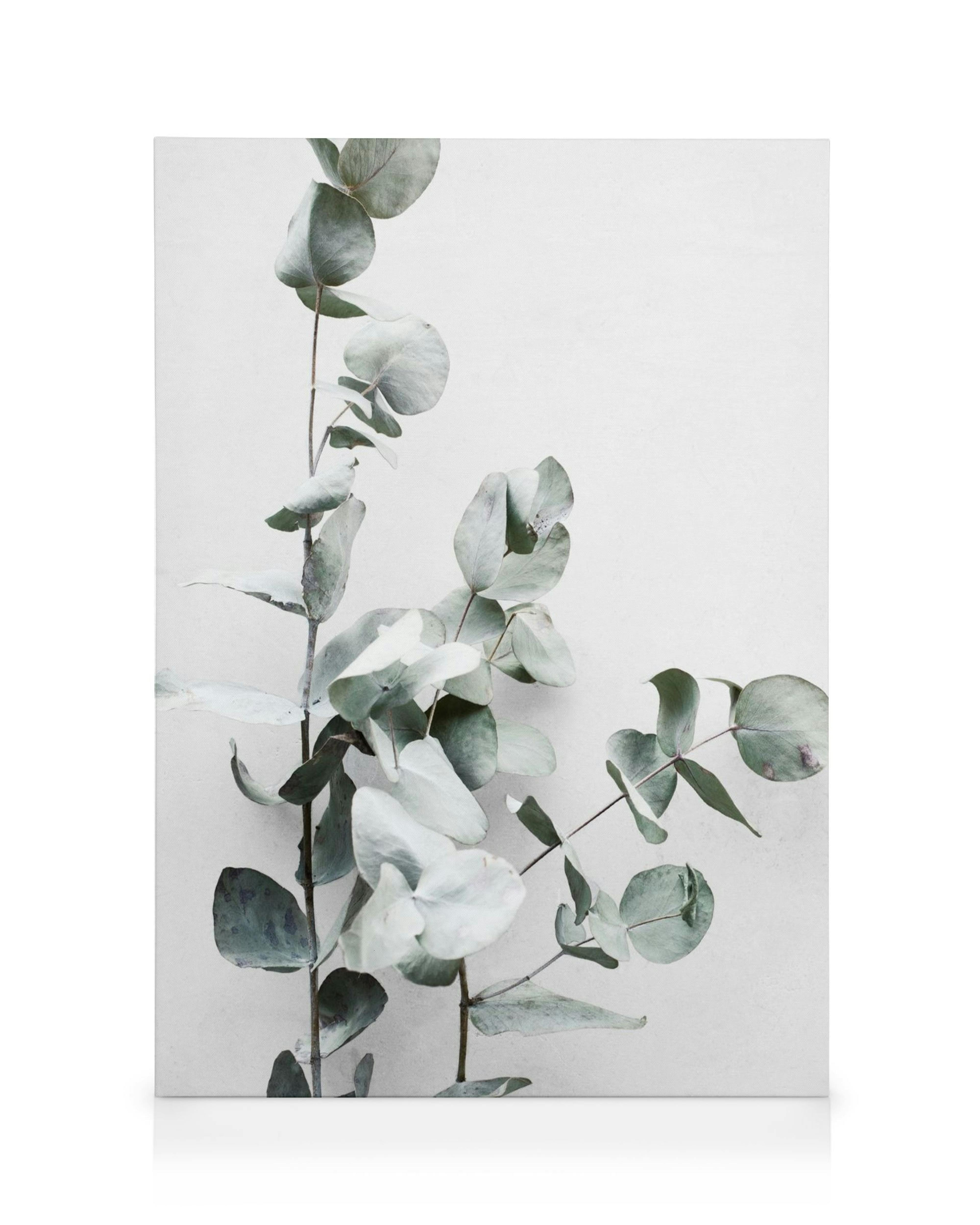 Toile avec typographie dune branche fine deucalyptus et ses feuilles rondes argentées sur fond blanc