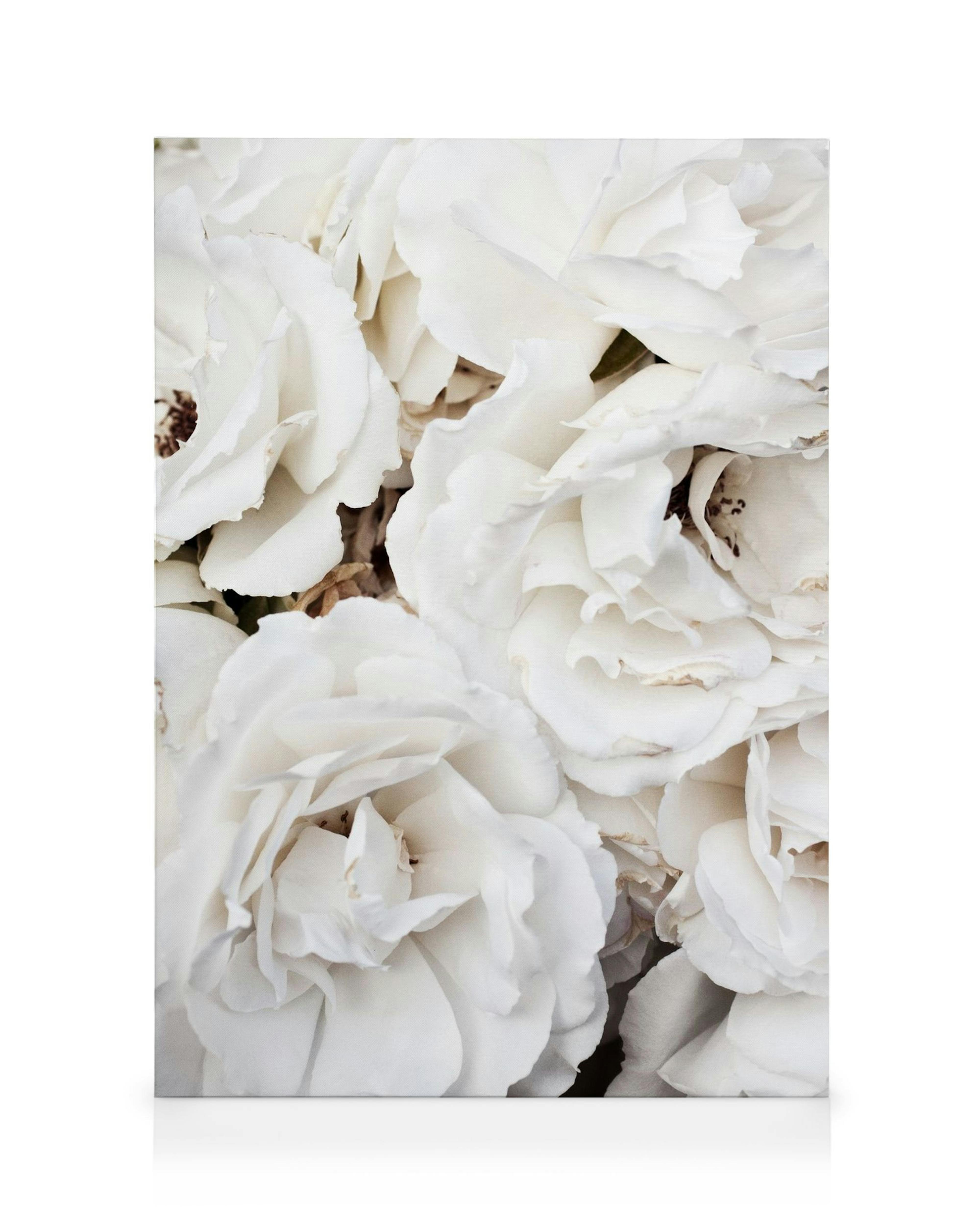 Toile romantique blanche, gros plan de pivoines blanches aux pétales doux et superposés sur fond crème.