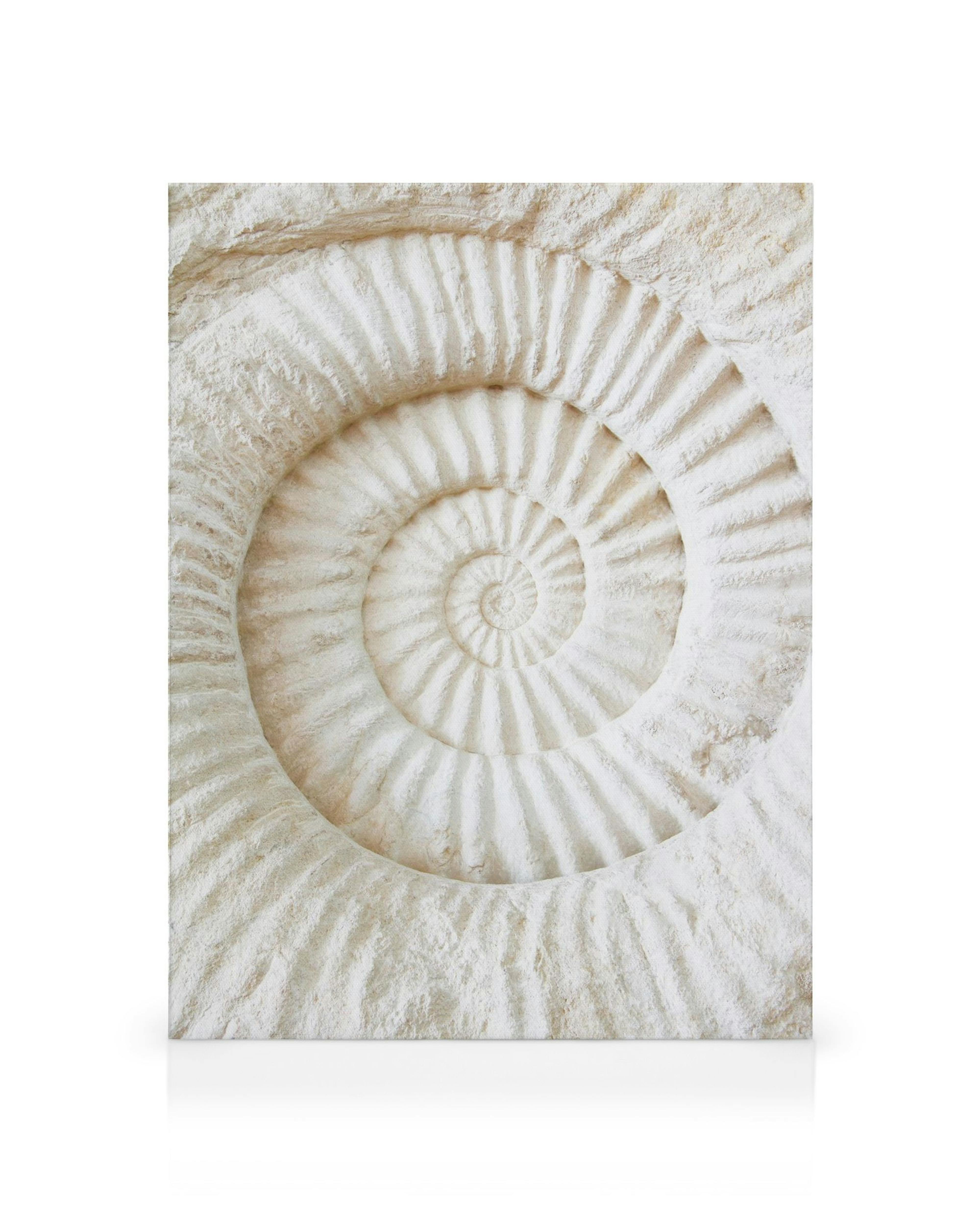 Detaljerad, vit ammonitfossil med spiralformade kamrar och räfflad struktur på en canvasduk.