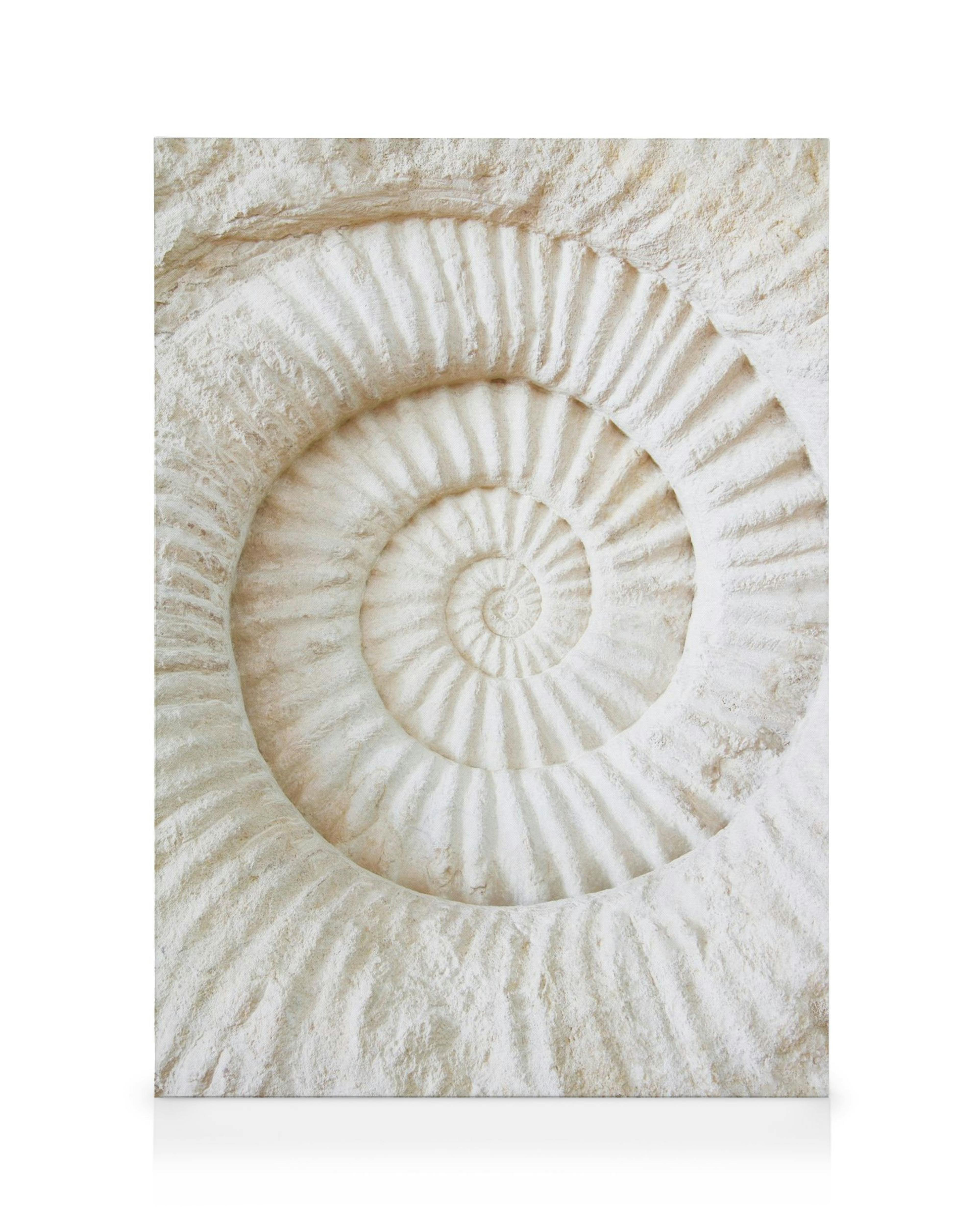 Cream ammonite fossil canvas print, showing a detailed spiral pattern with textured concentric lines.