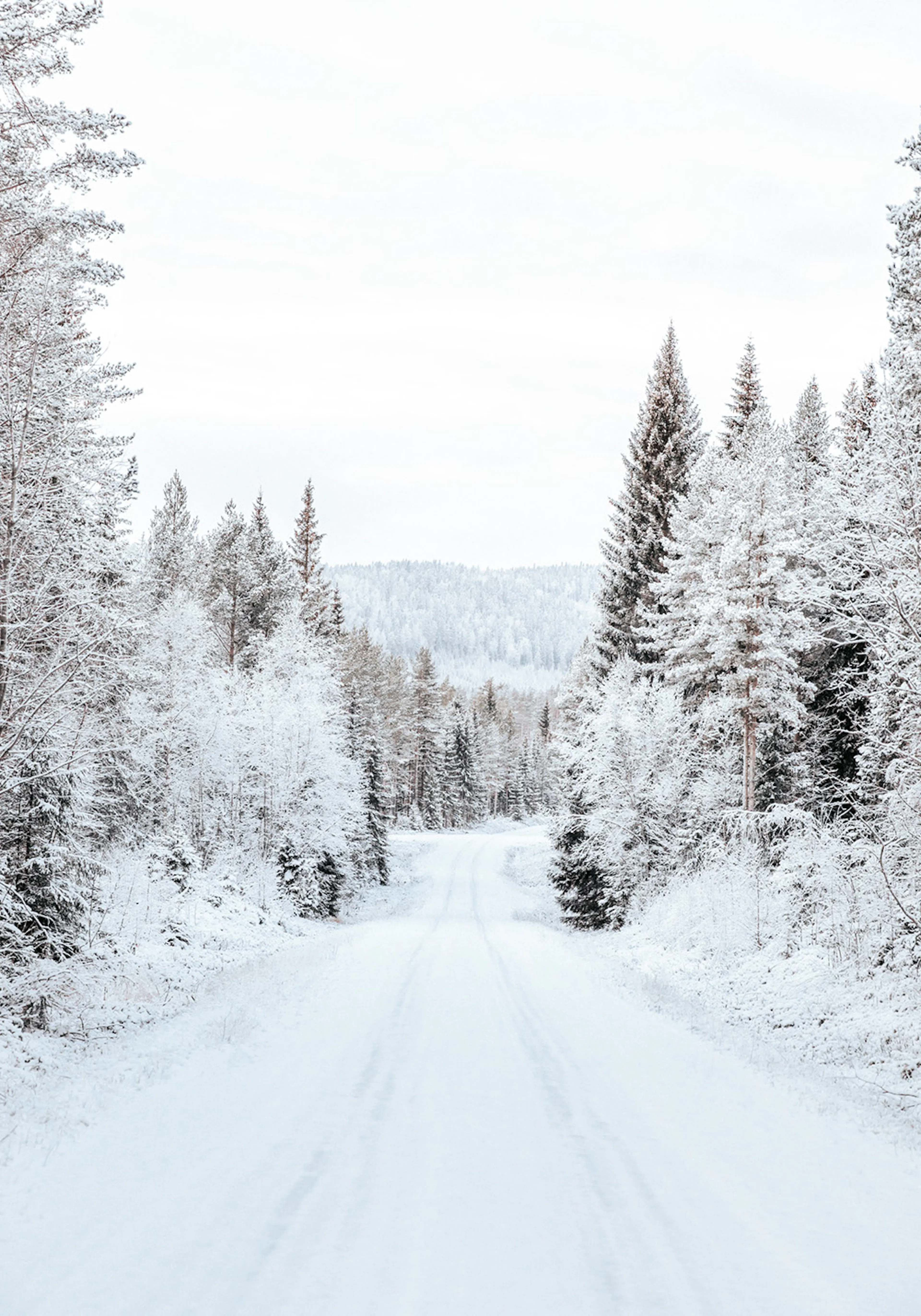 Snowy forest road winds through a winter wonderland landscape with pine trees covered in white snow, a beautiful peaceful scener