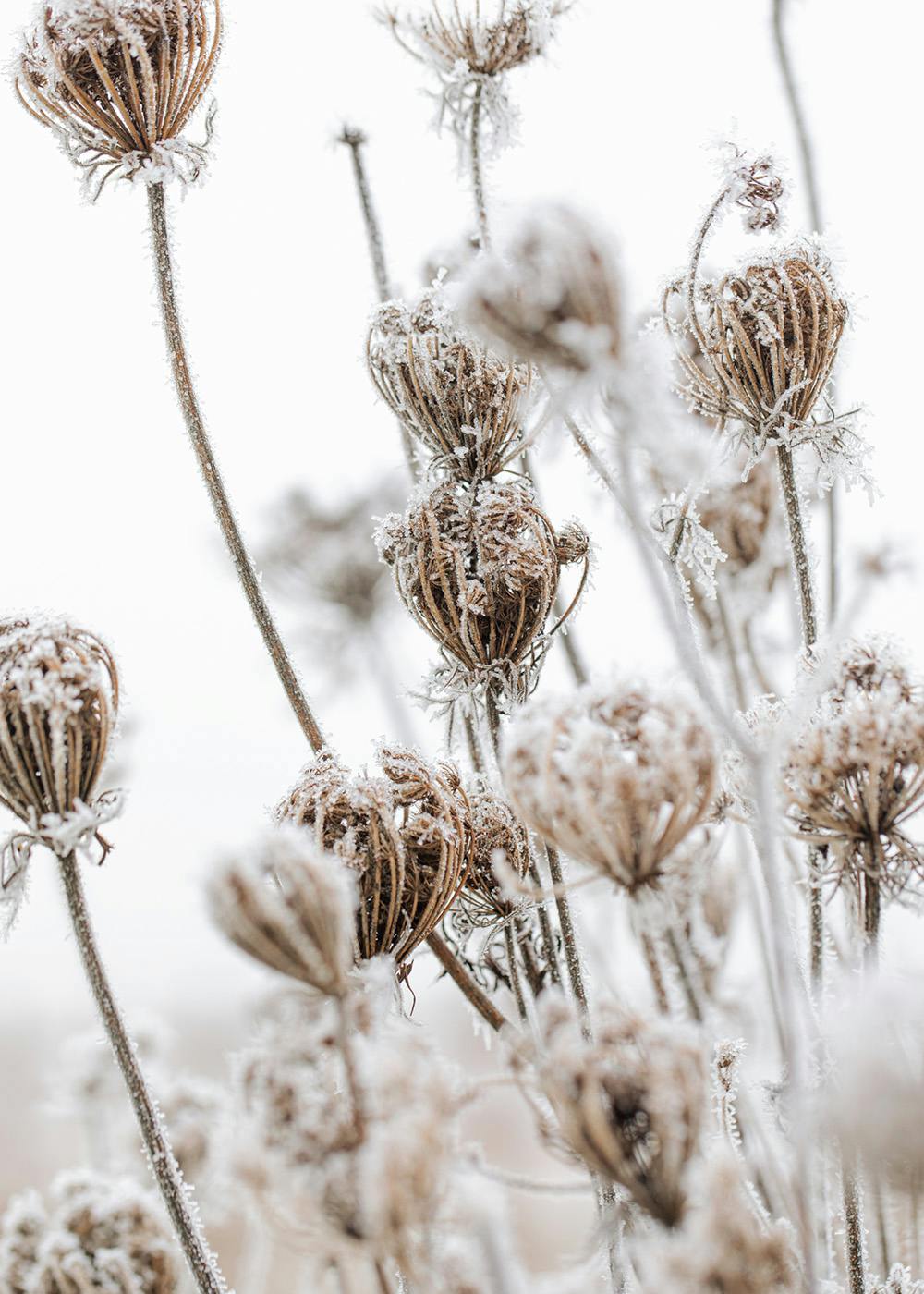 Frozen Floral Poster 0