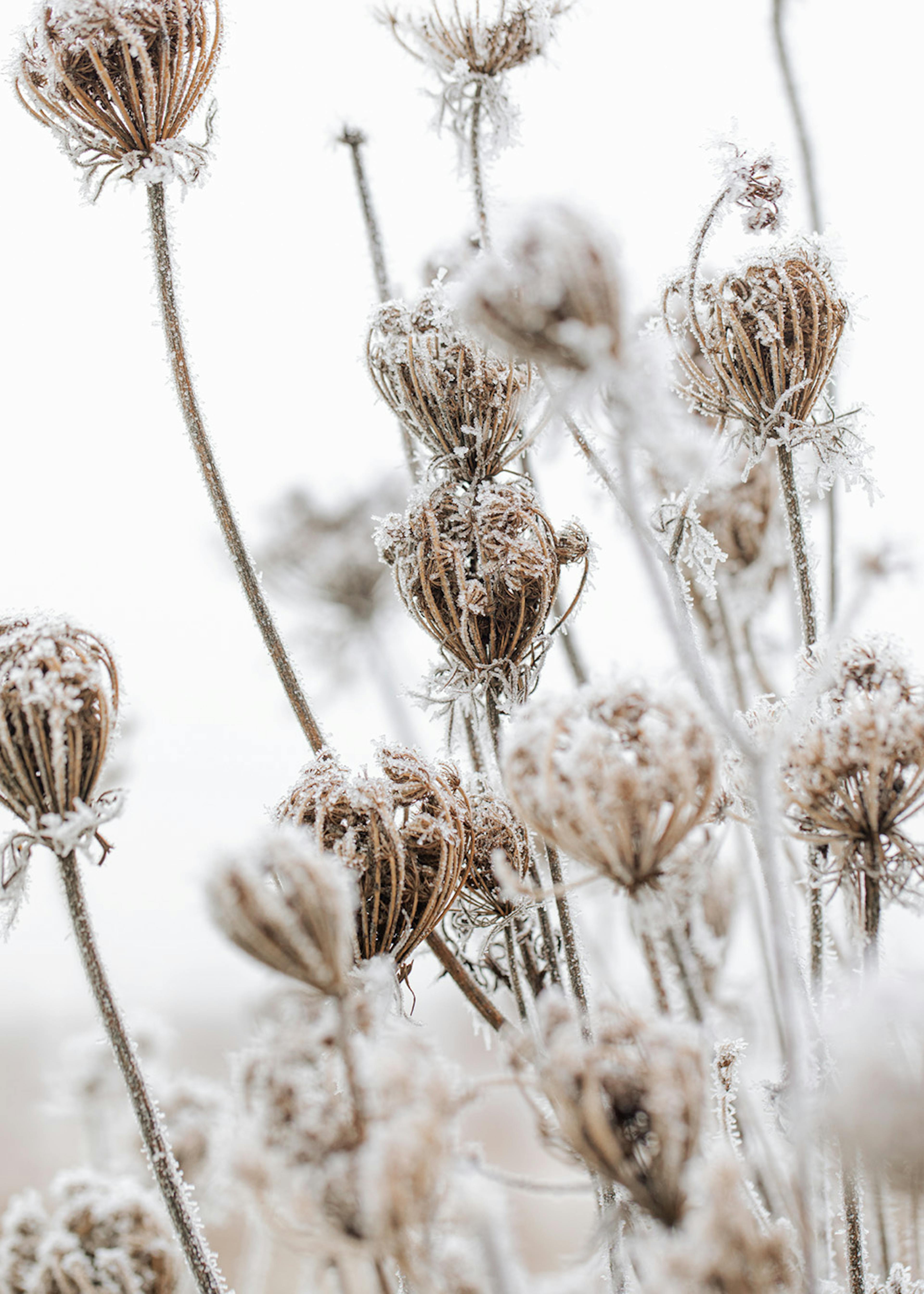 Frozen Floral Poster 0
