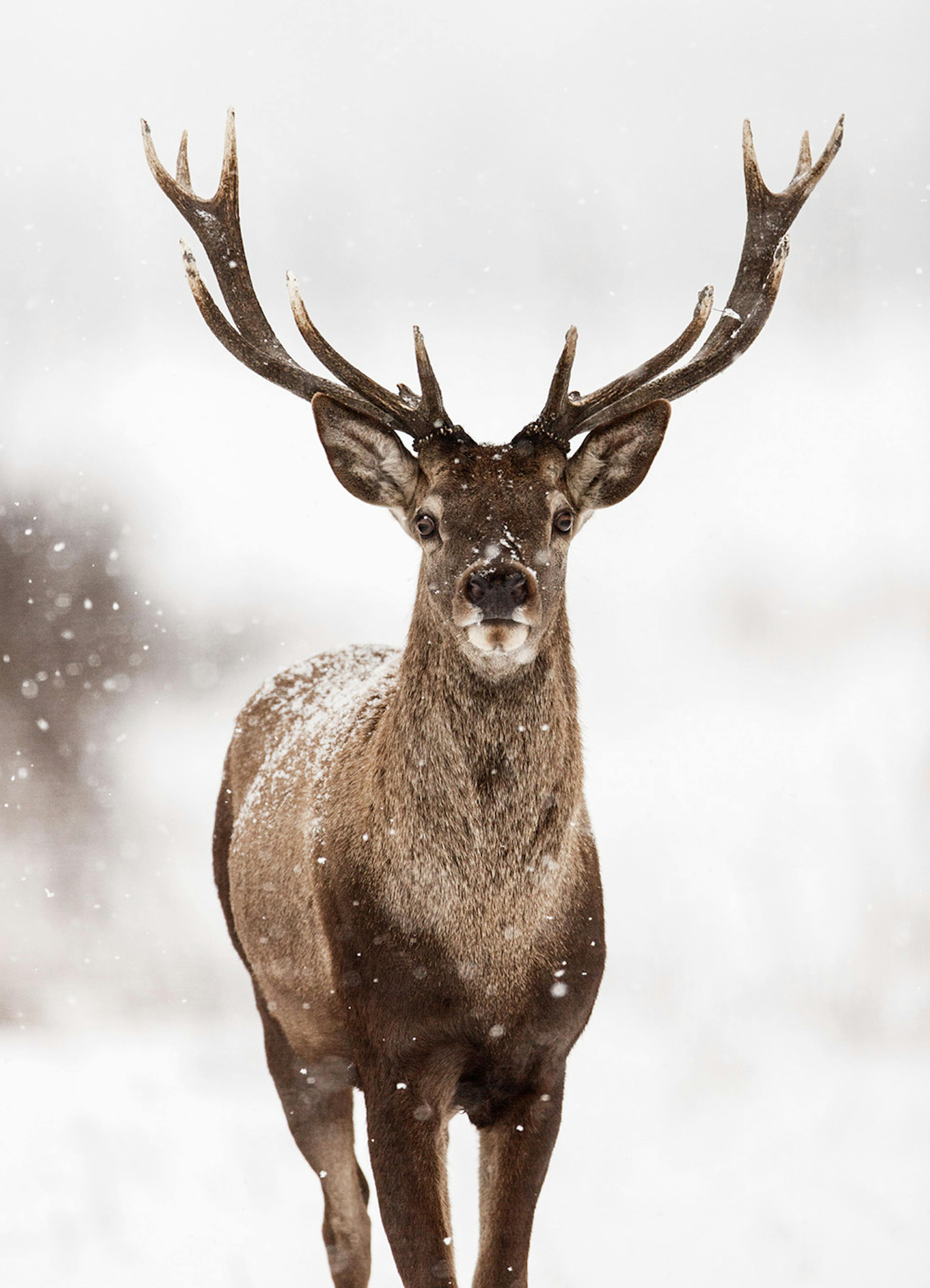 Brauner Hirsch mit großem Geweih in verschneiter Winterlandschaft, leichter Schneefall, Naturfotografie.