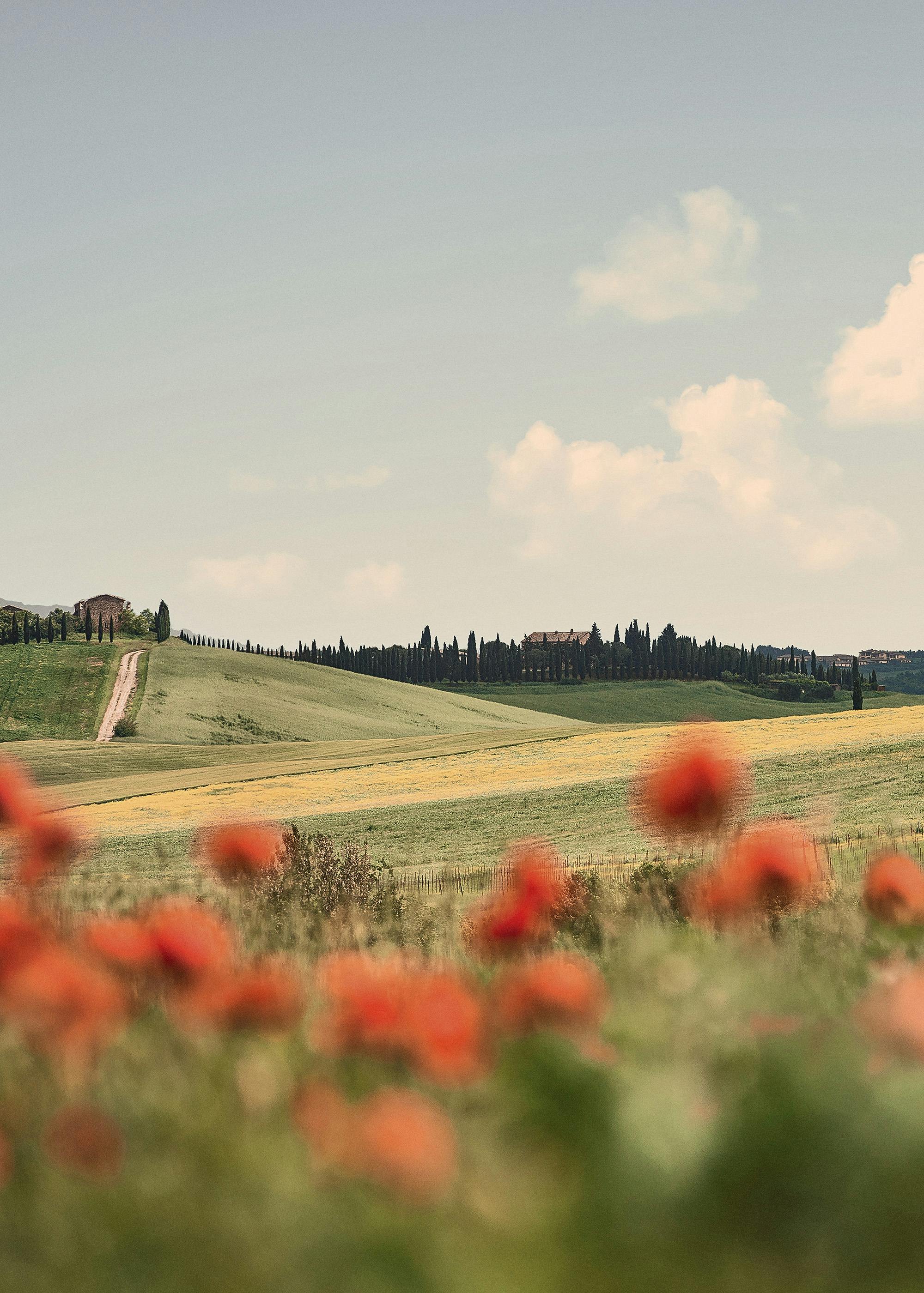 Tuscan Poppies No1 Plakát 0