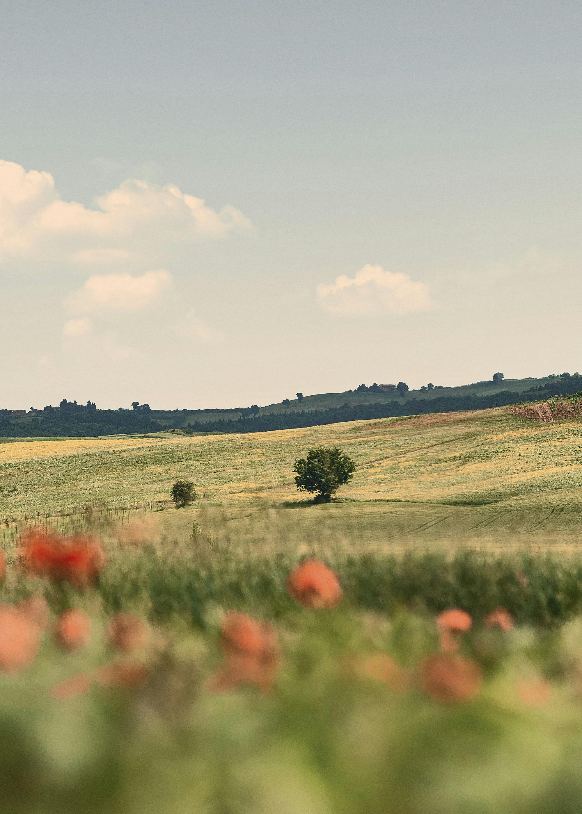 Tuscan Poppies No2 Plakát 0