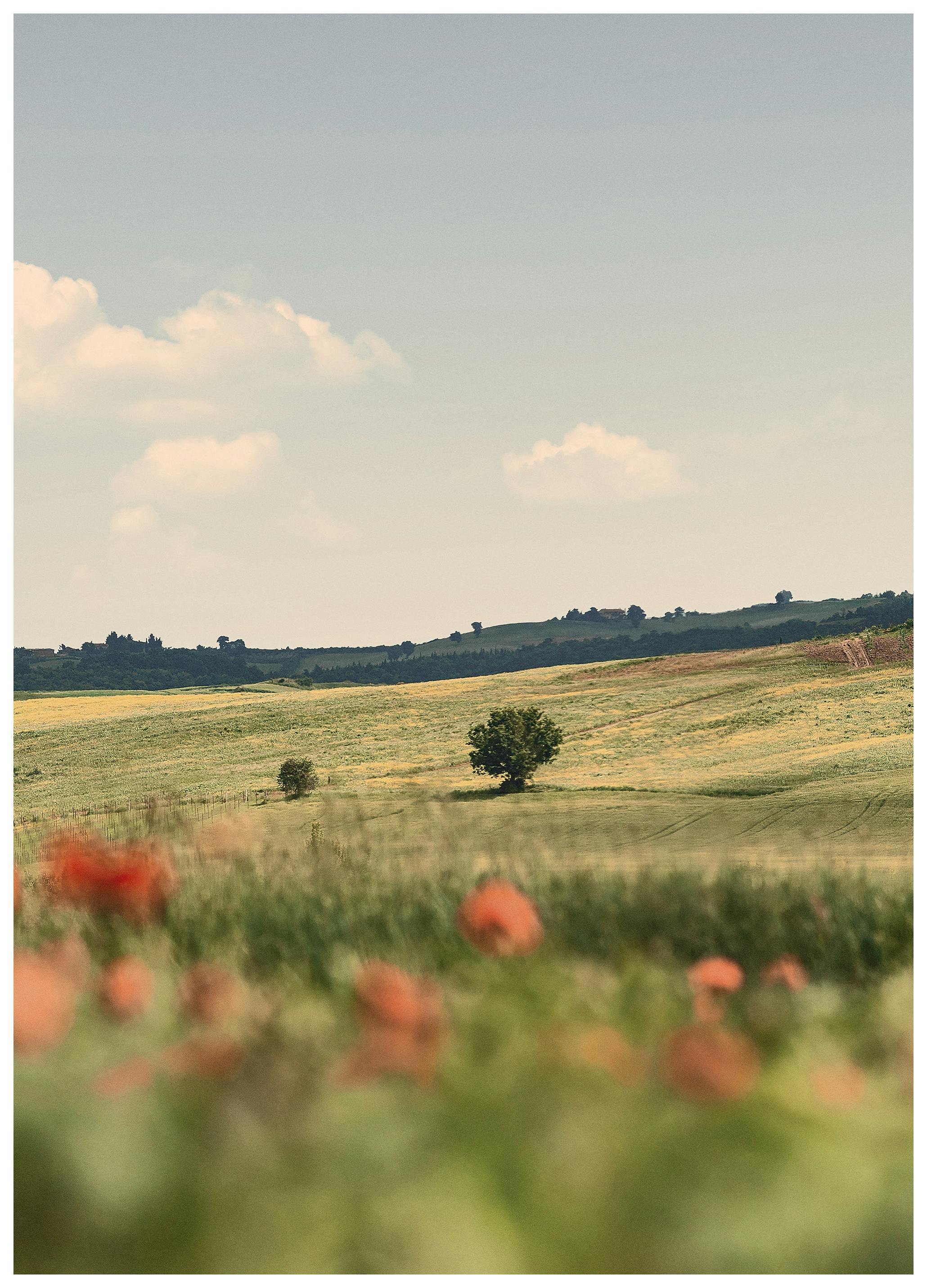 Tuscan Poppies No2 Plakat (30x40 cm)