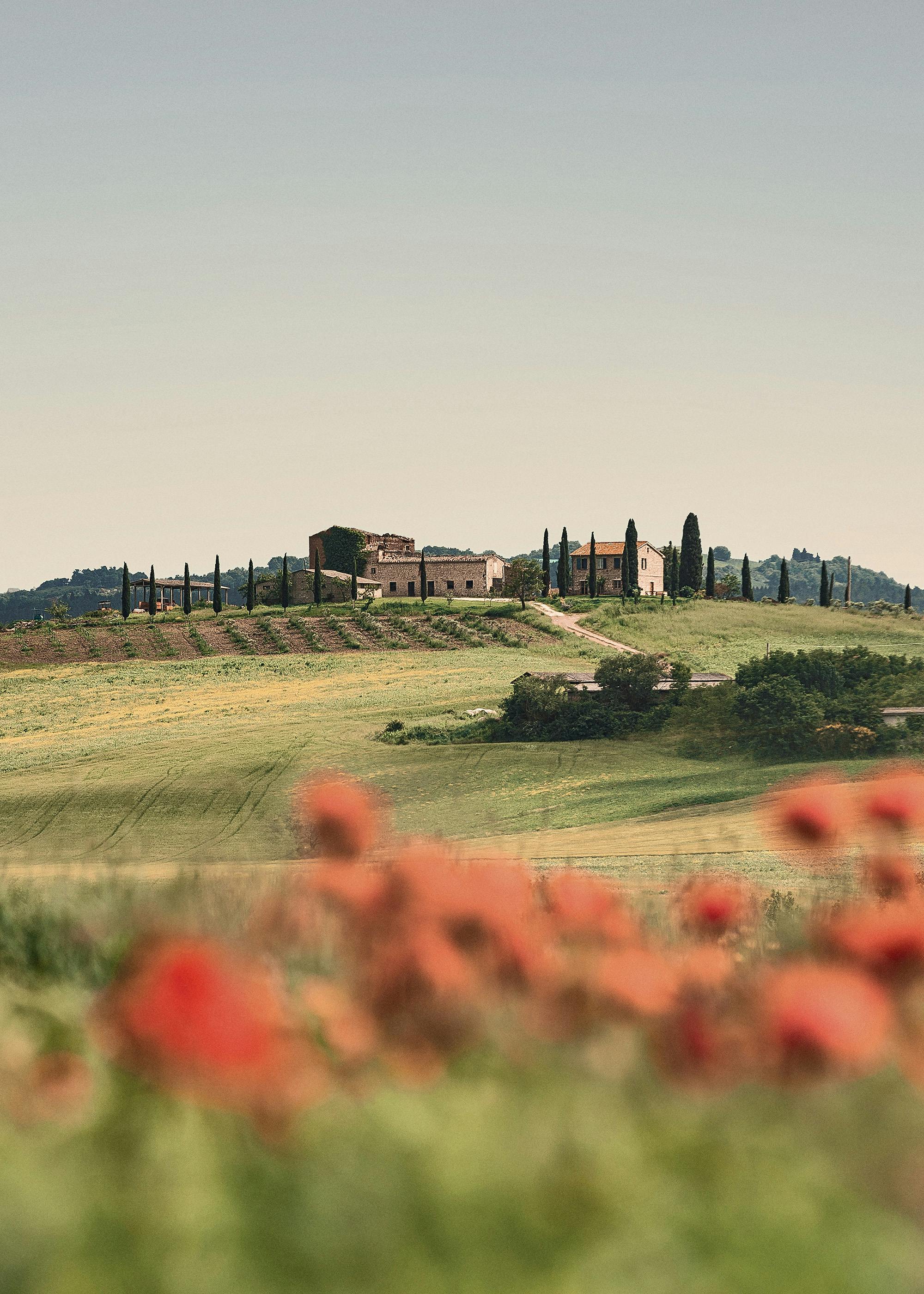 Tuscan Poppies No3 Plakát 0