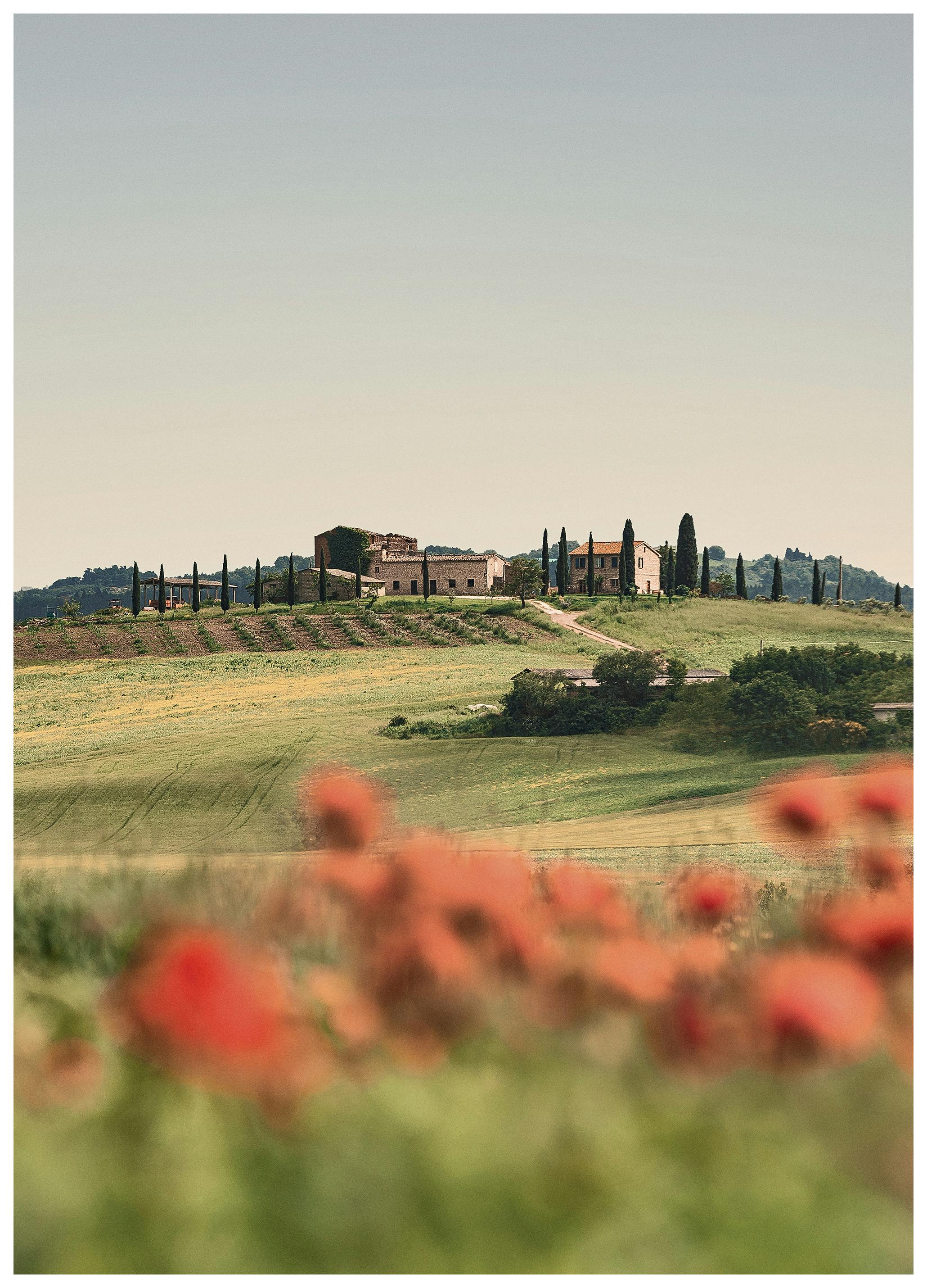 Tuscan Poppies No3 Affiche (50x70 cm)  Nature
