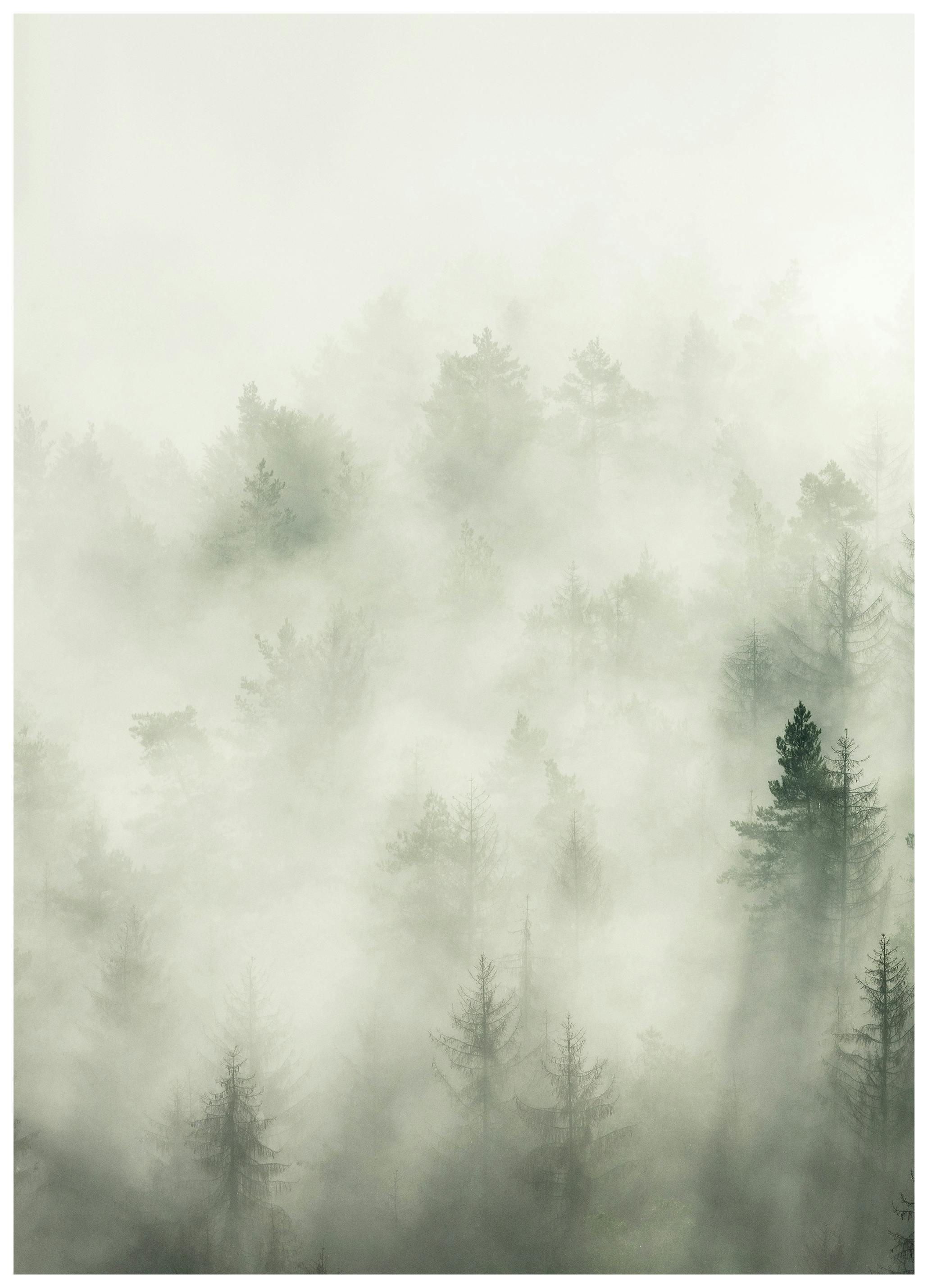 Forest Veil No1 Plakat (50x70 cm)-Plakaty