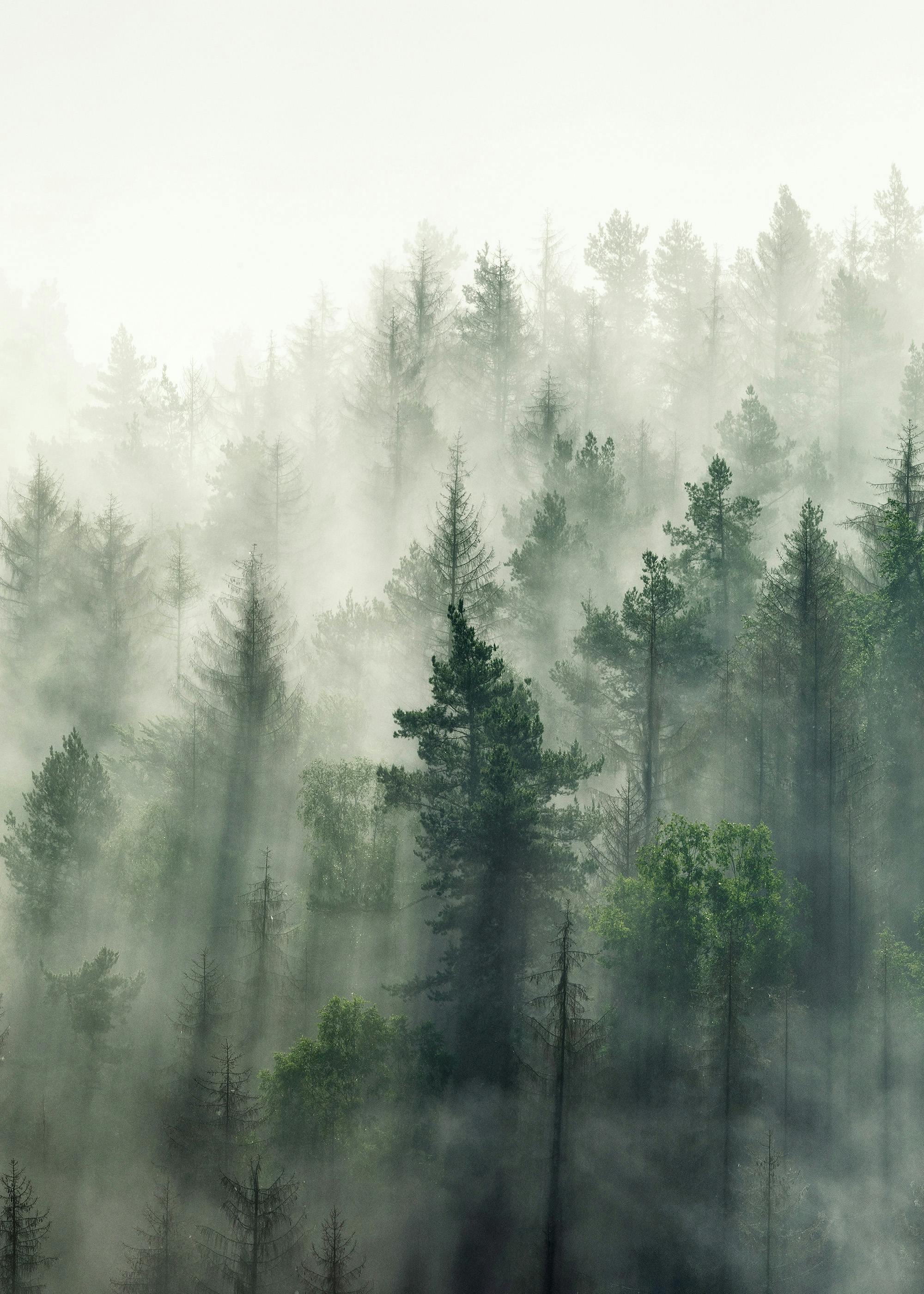 Forest Veil No2 Print 0