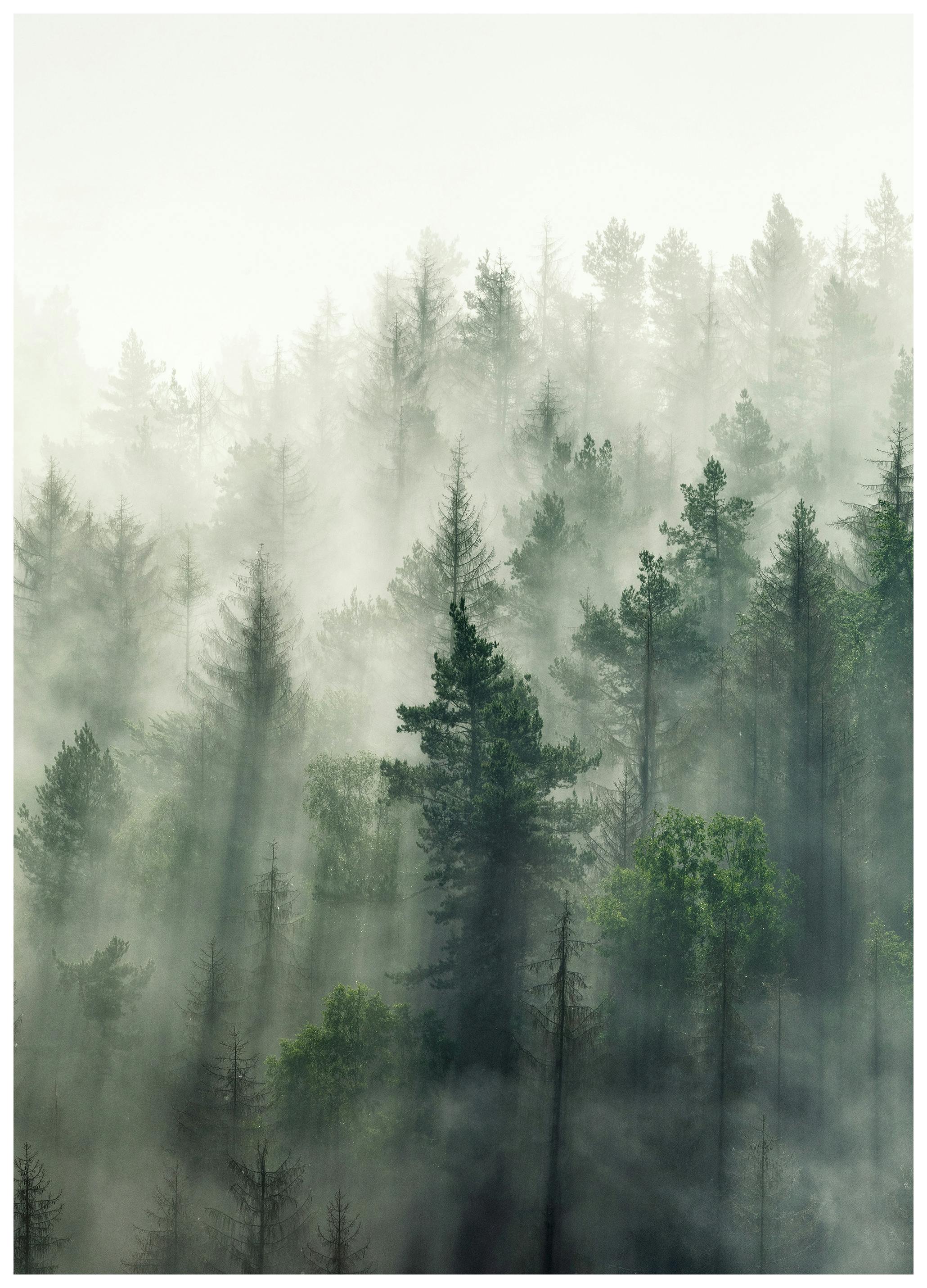 Forest Veil No2 Poster (30x40 cm)