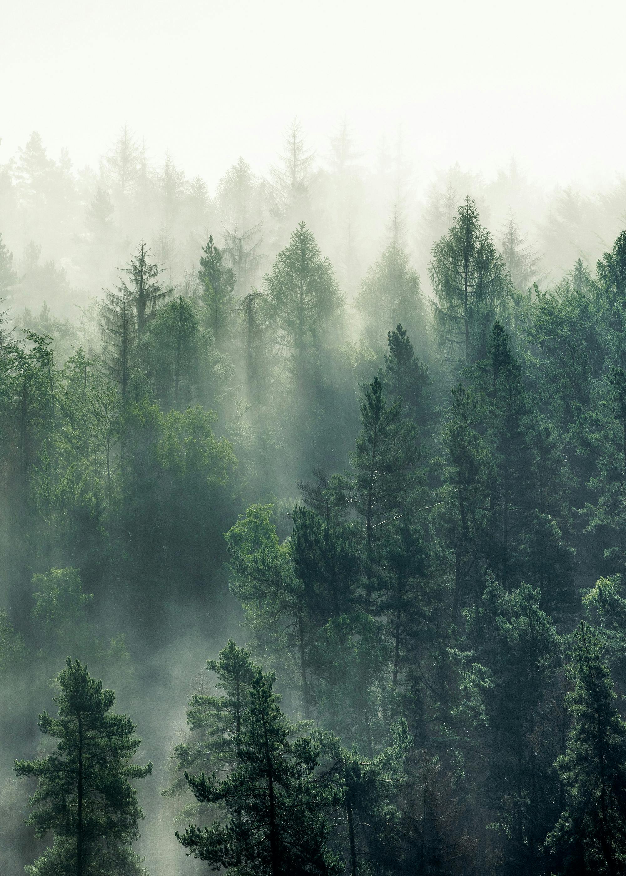 Forest Veil No3 Juliste 0